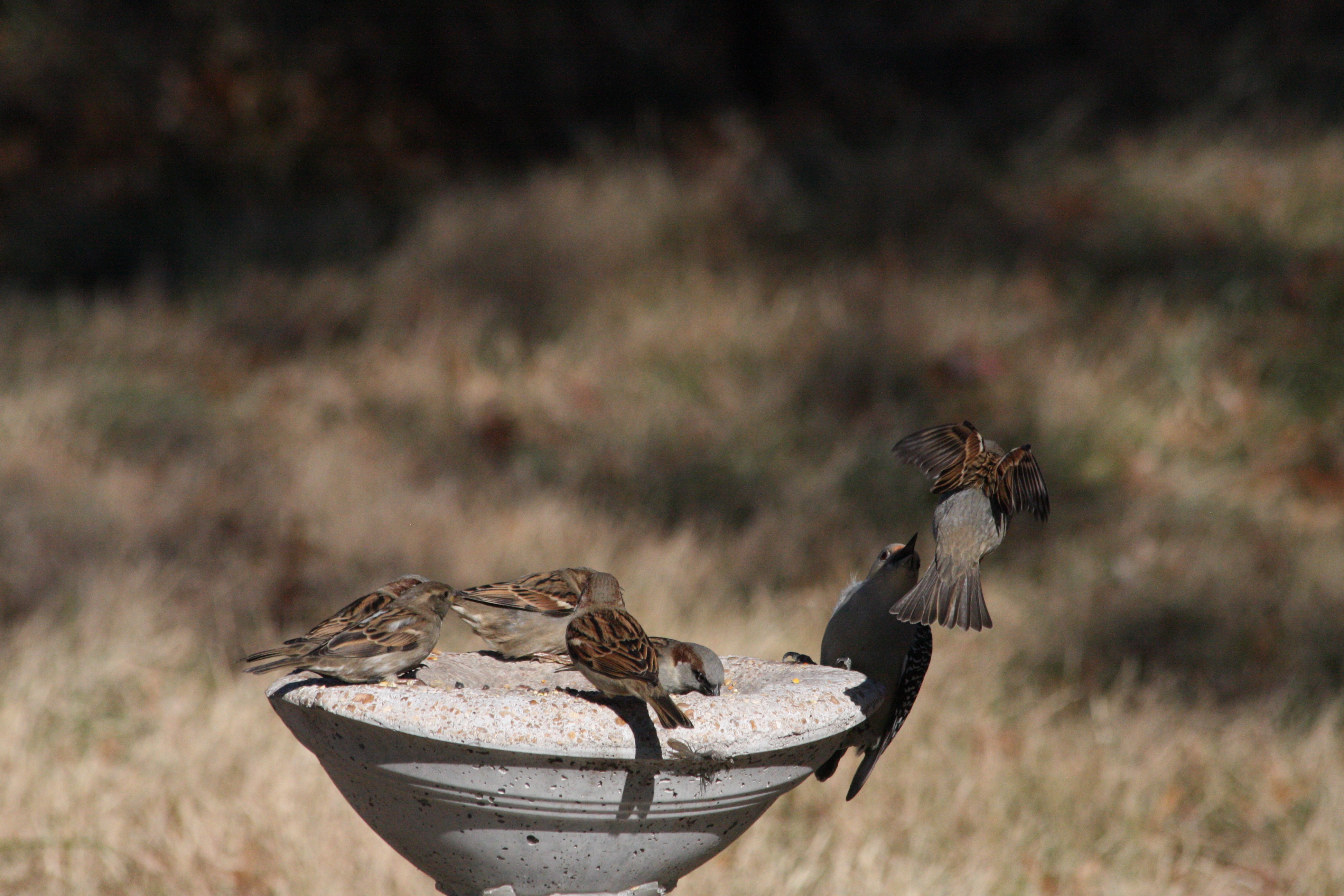 Backyard Birds: Nature's Little Visitors