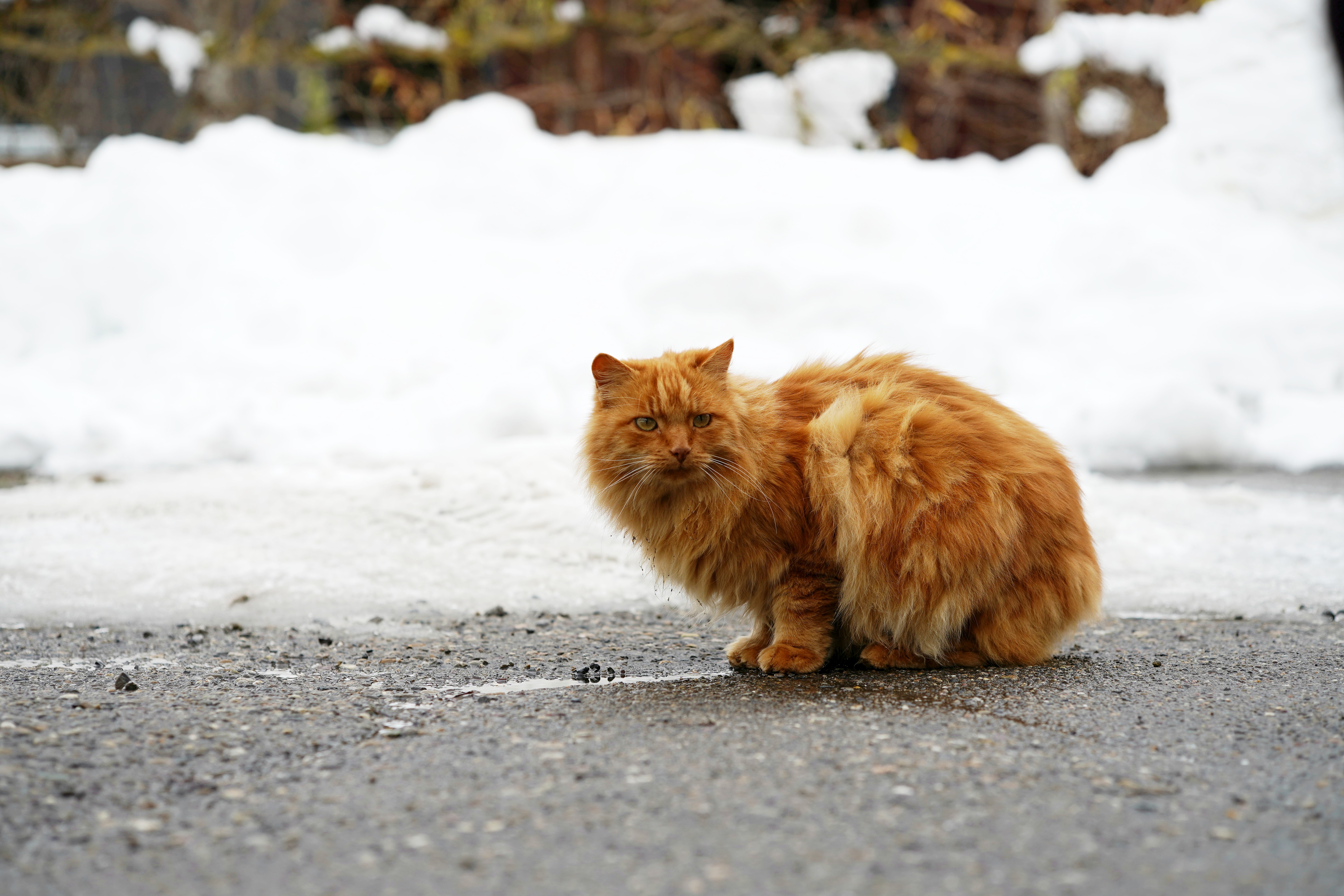 Meet the Charming Orange Cat
