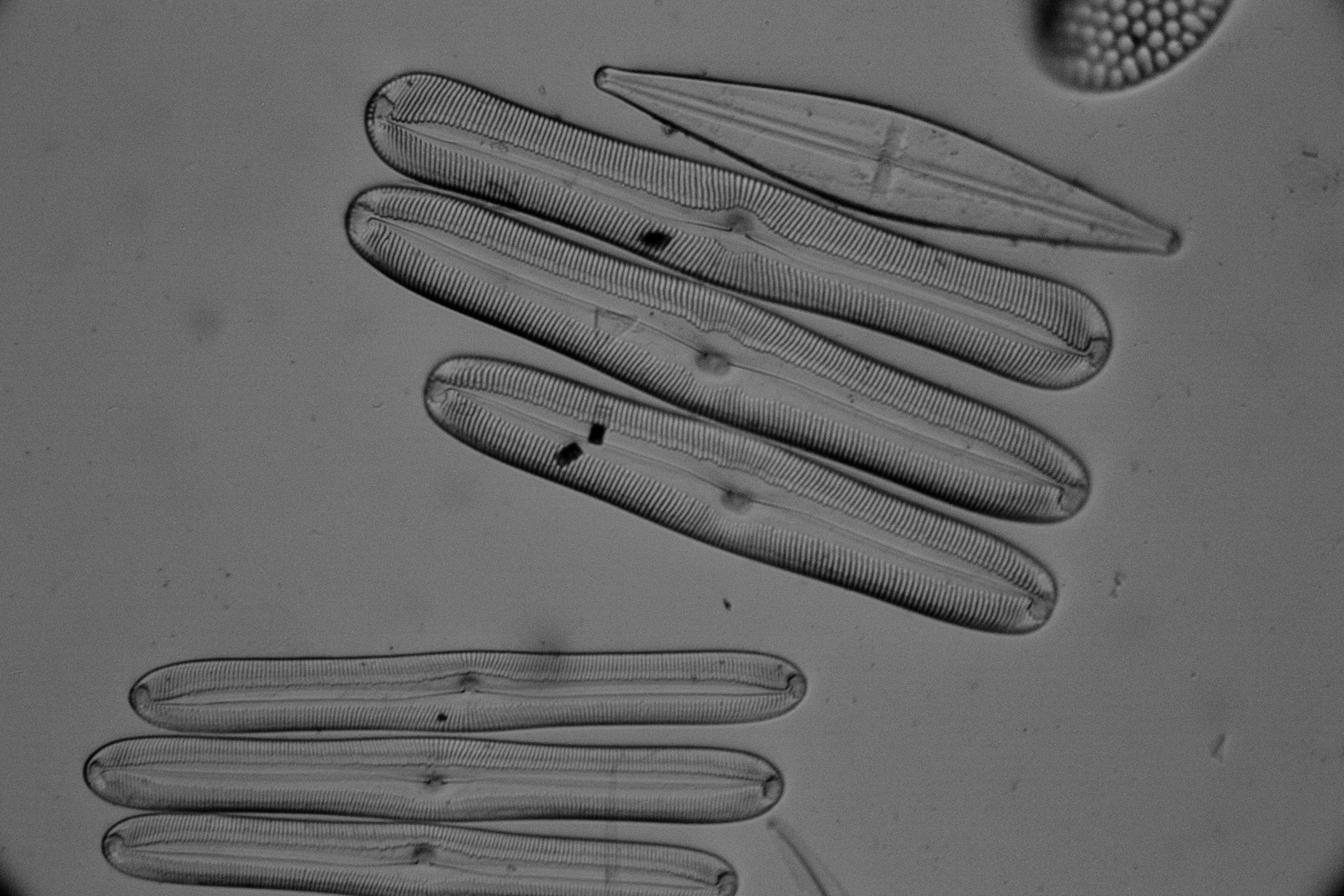 The Stunning Colors of Pinnularia Diatoms Explained