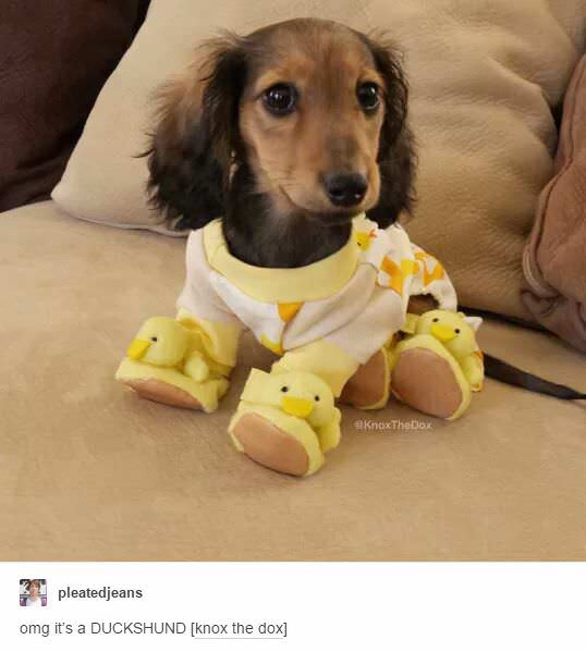 Absolutely Adorable!