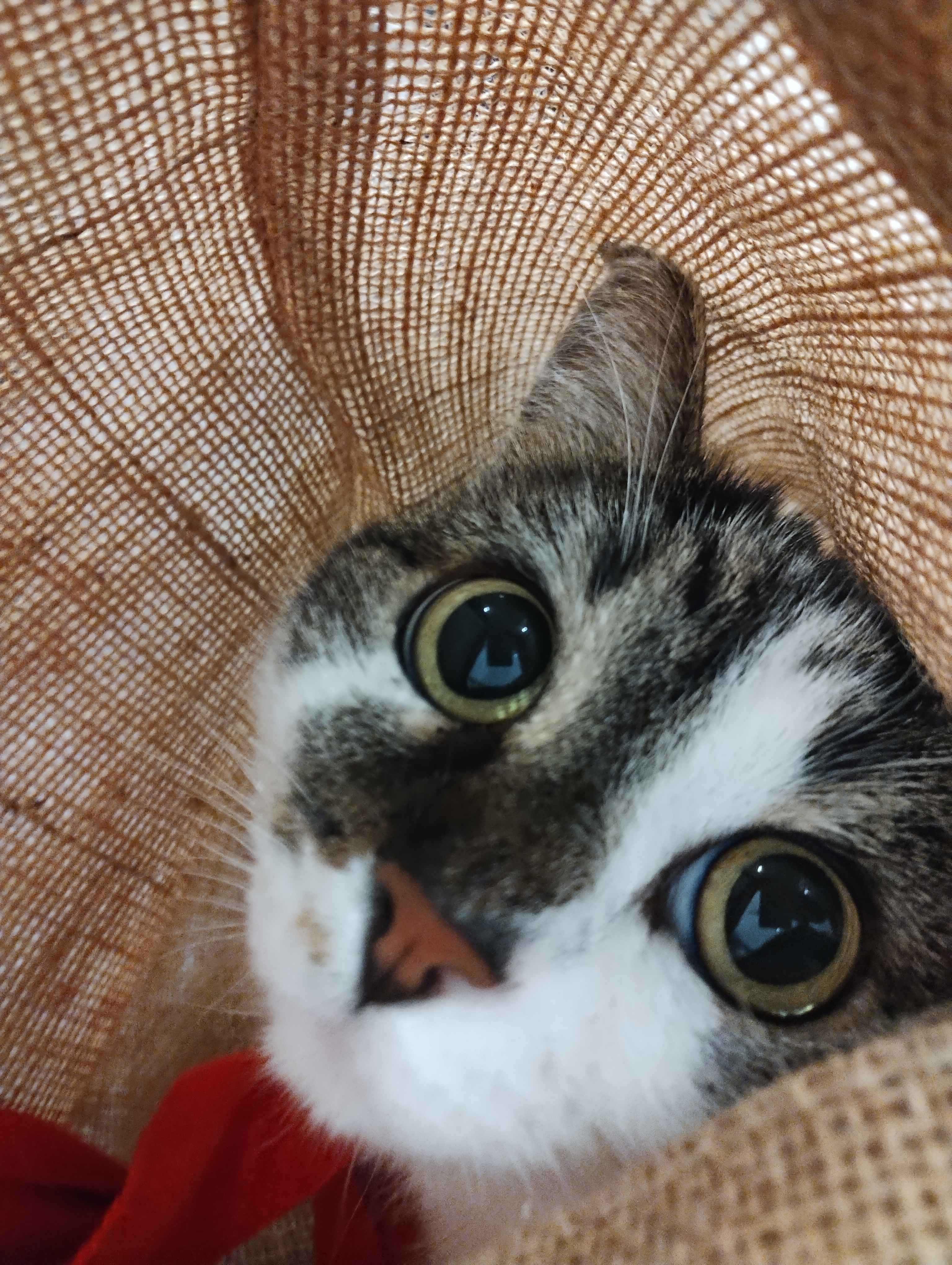 Happy Caturday! Let’s Celebrate Our Feline Friends!