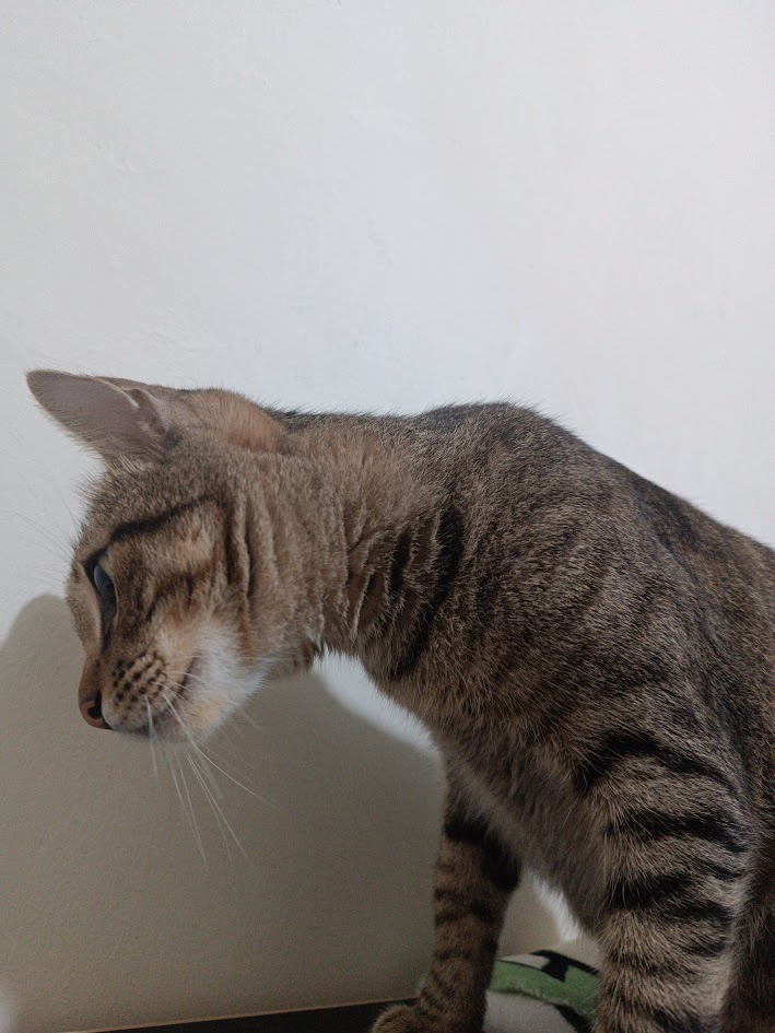 Just a Cat Being Cute