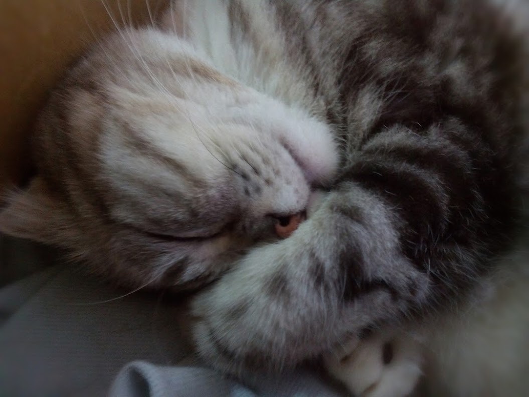 More Cat Cuteness
