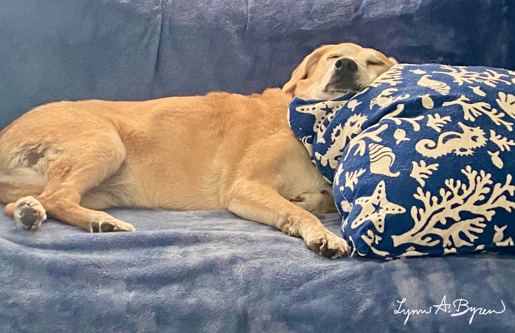 Meet Roxie: The Star of the Show