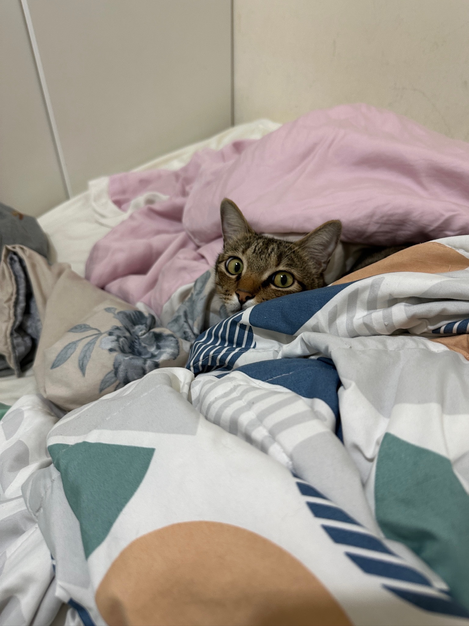 Adorable Feline Alert!