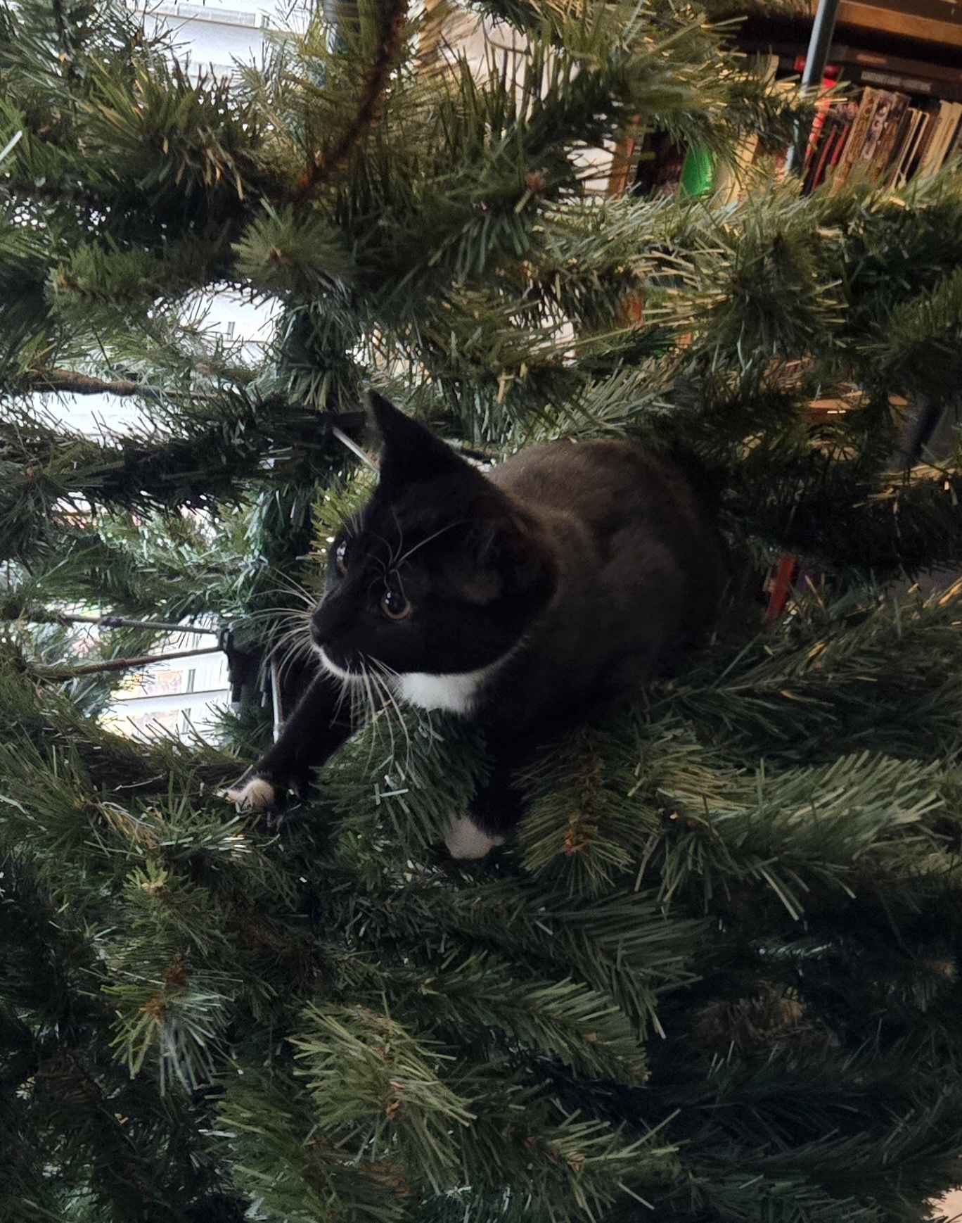 Midnight the Kitten's Magical First Christmas