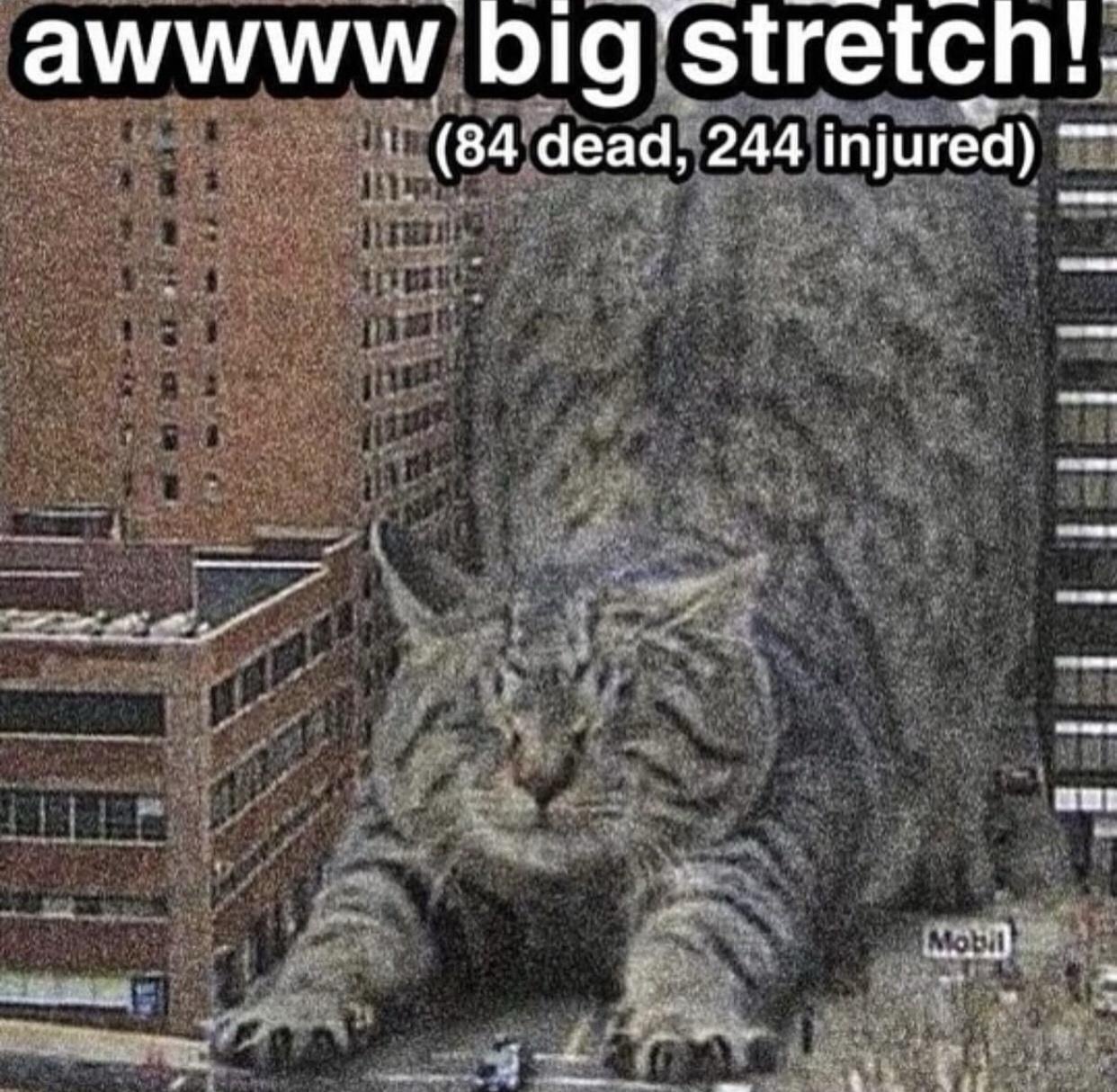 Catzilla's Epic Battle Against Snowballs