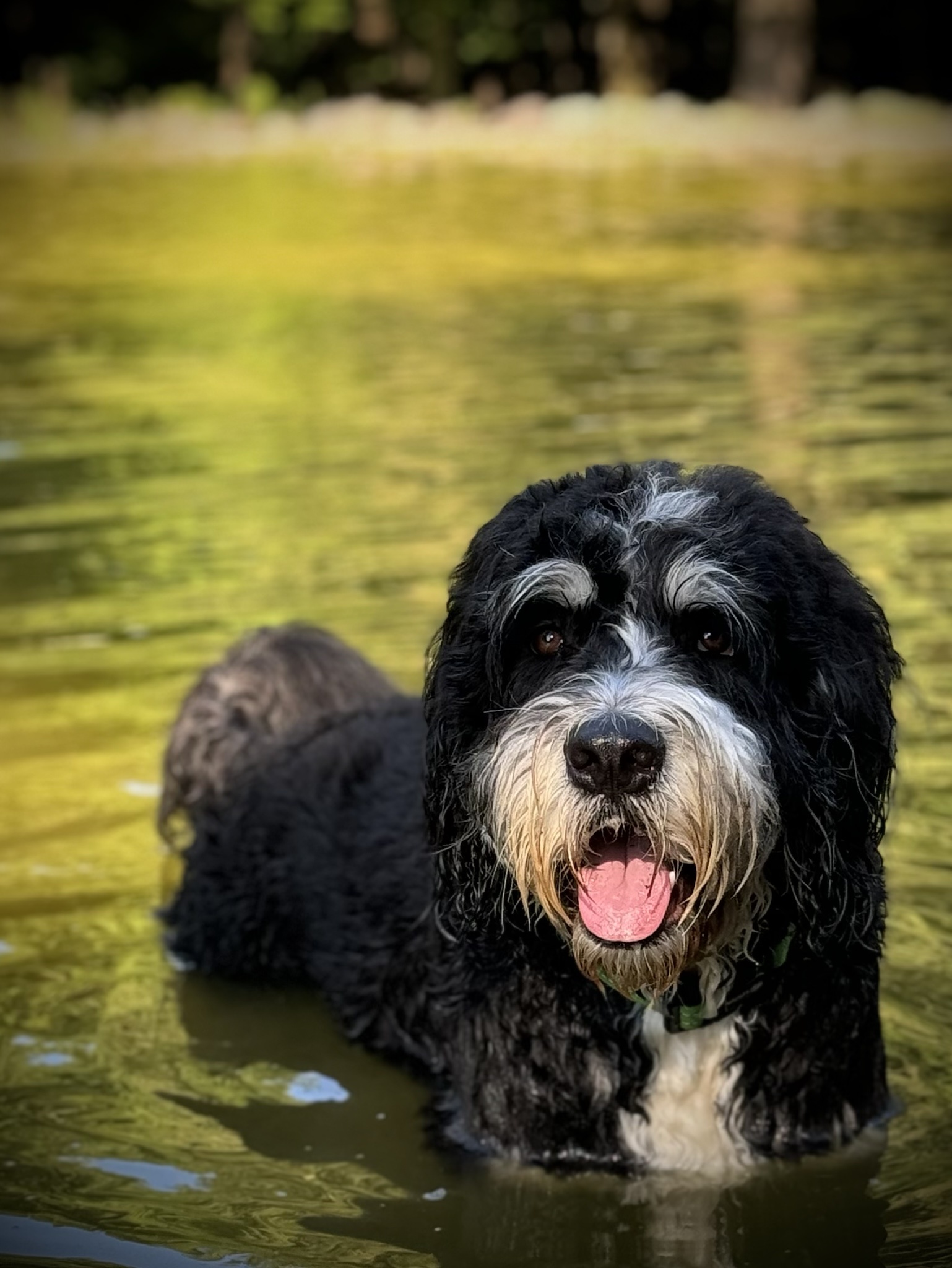 Meet Arlo: The Amazing Wonder Dog