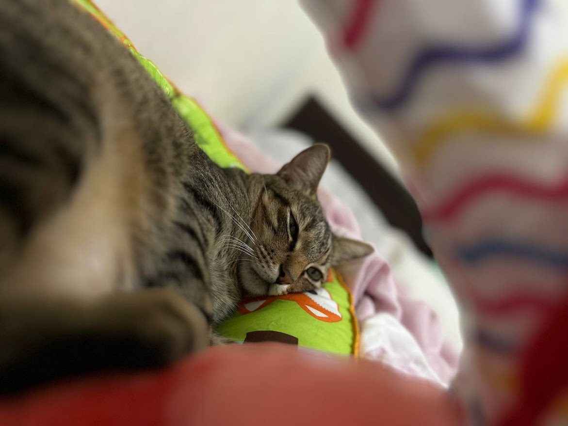 Adorable Cat: The Feline Star of the Show