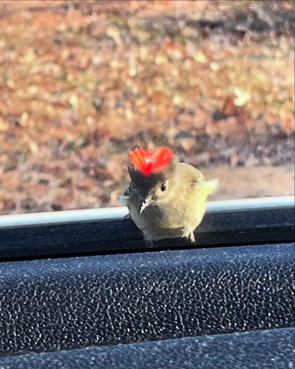 Meet the Ruby-Crowned Kinglet