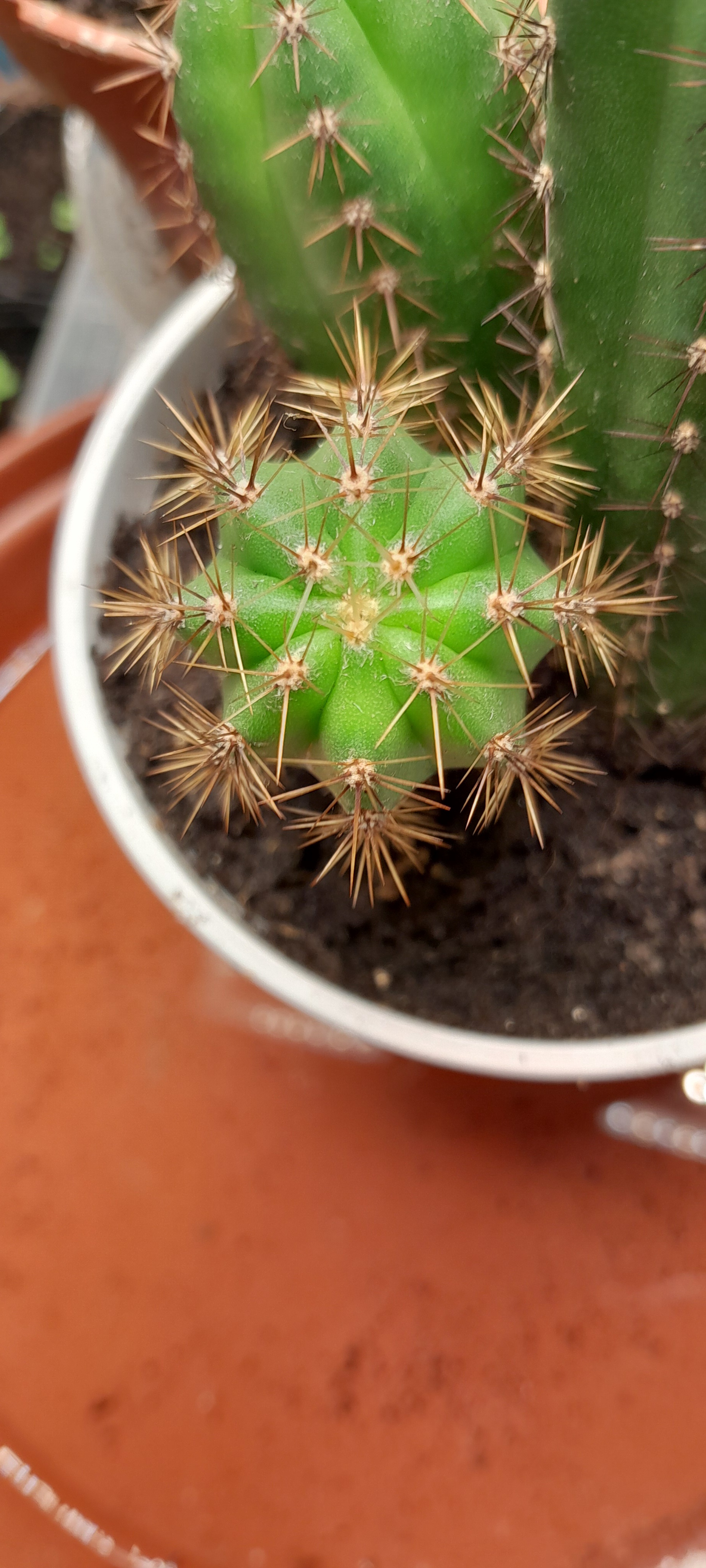 My cactus is sending you a sweet kiss! #mwah