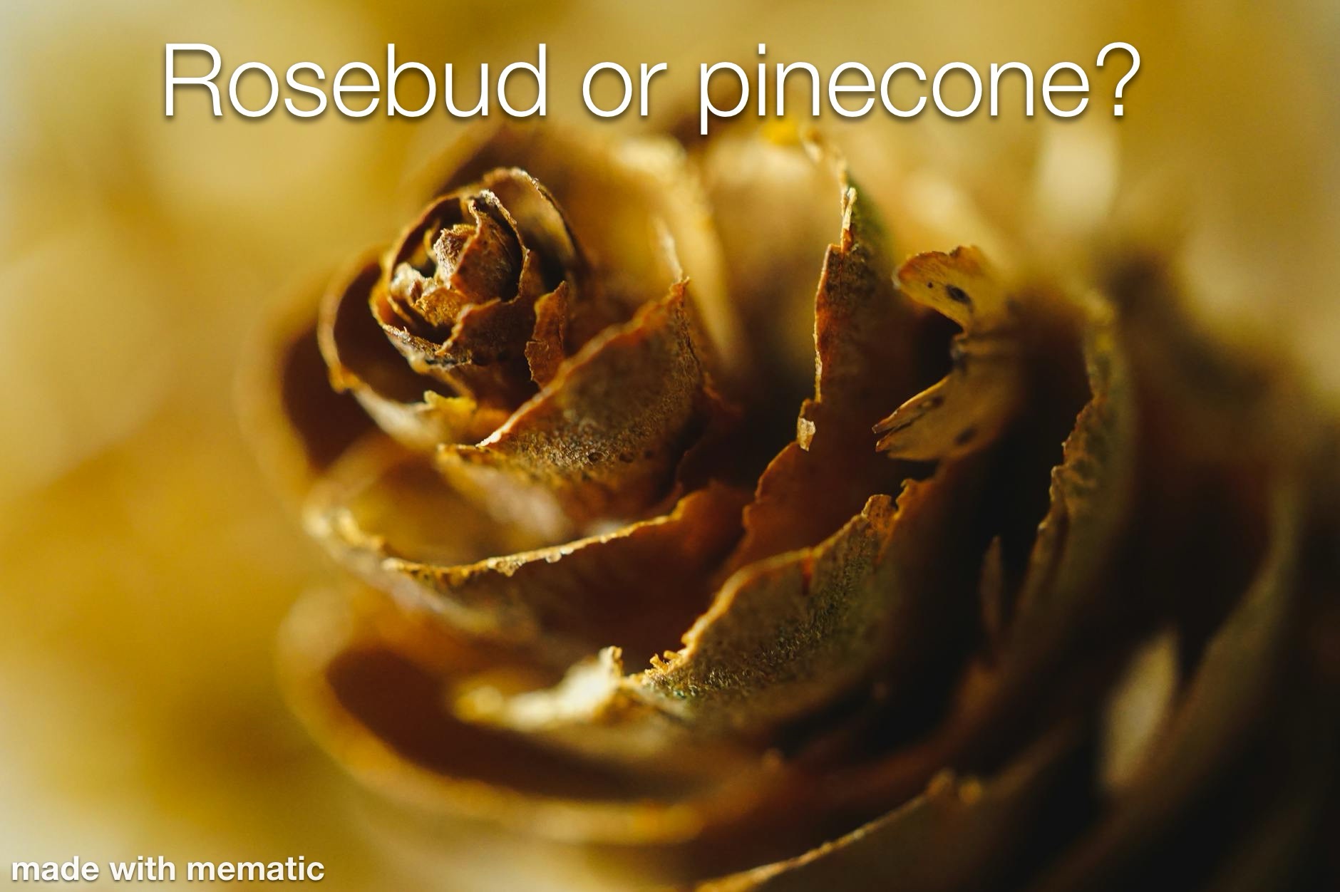 Pinecones: Nature's Hidden Beauty
