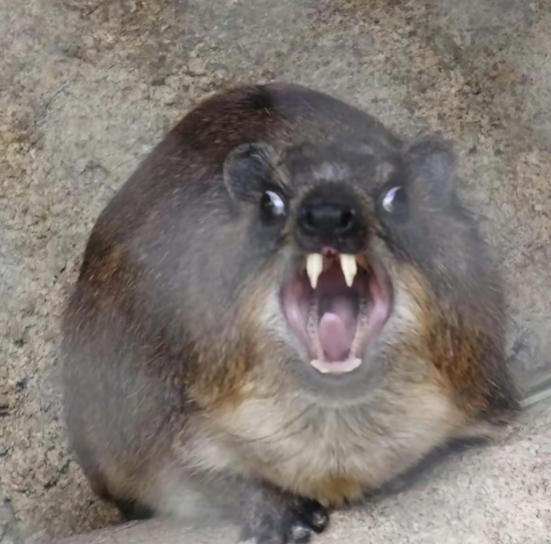 That Moment When You Sit Down After a Snack Run and Someone Needs Something