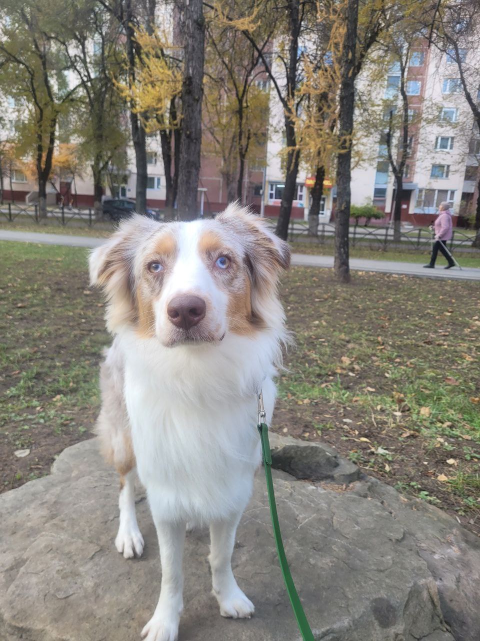 The Charming Australian Shepherd