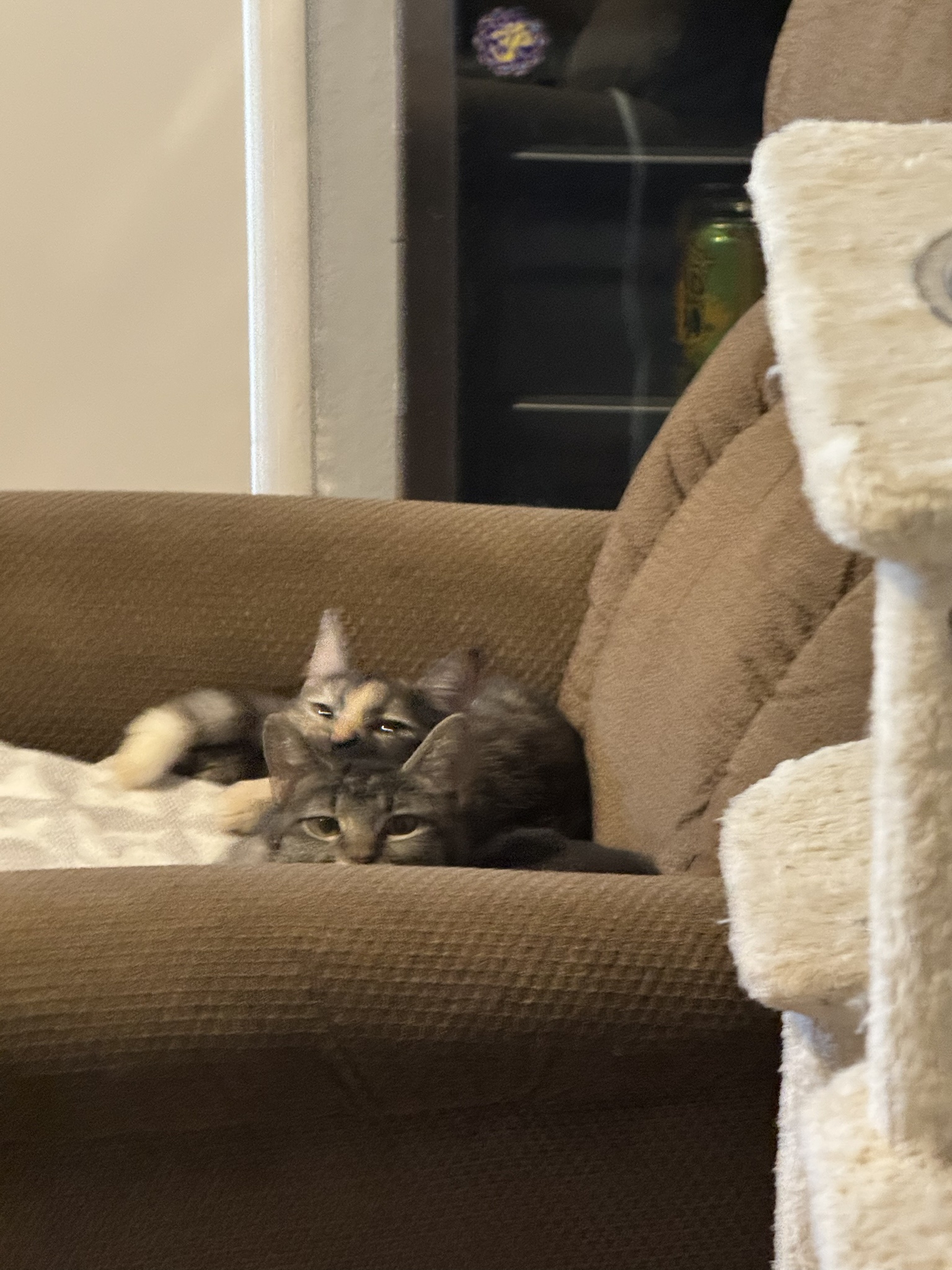 Time for a Cozy Nap