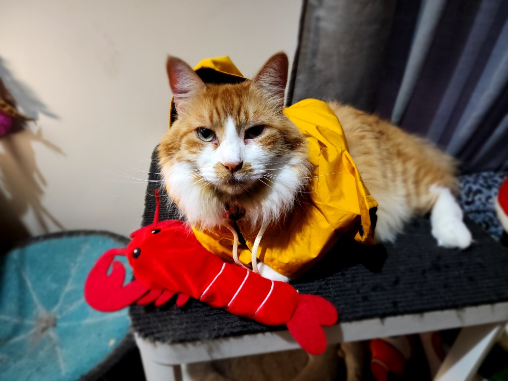 Fishercat Proudly Shows Off His Big Catch