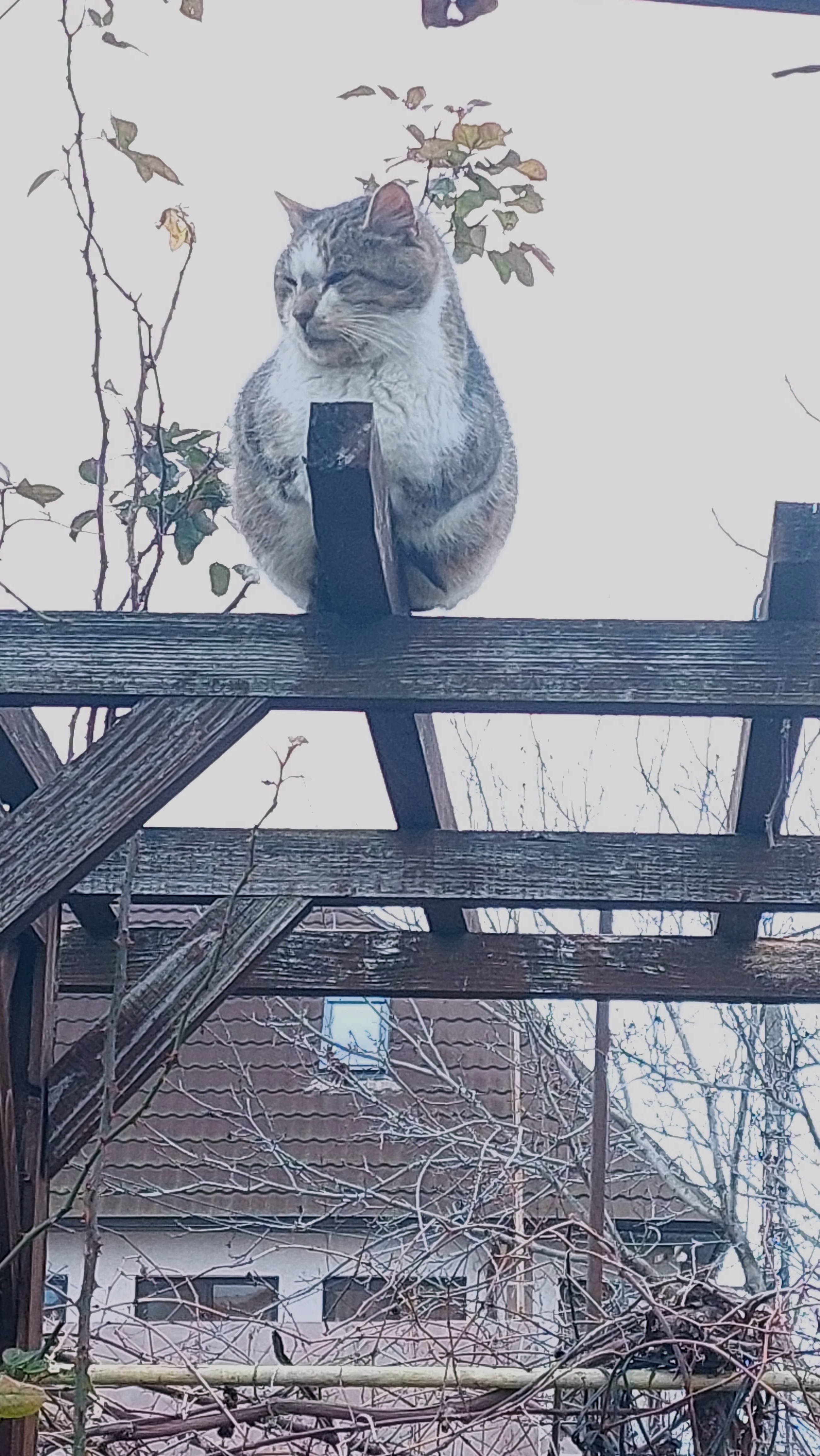 Same Day, Same Cat, Same Spot: The Routine Chronicles