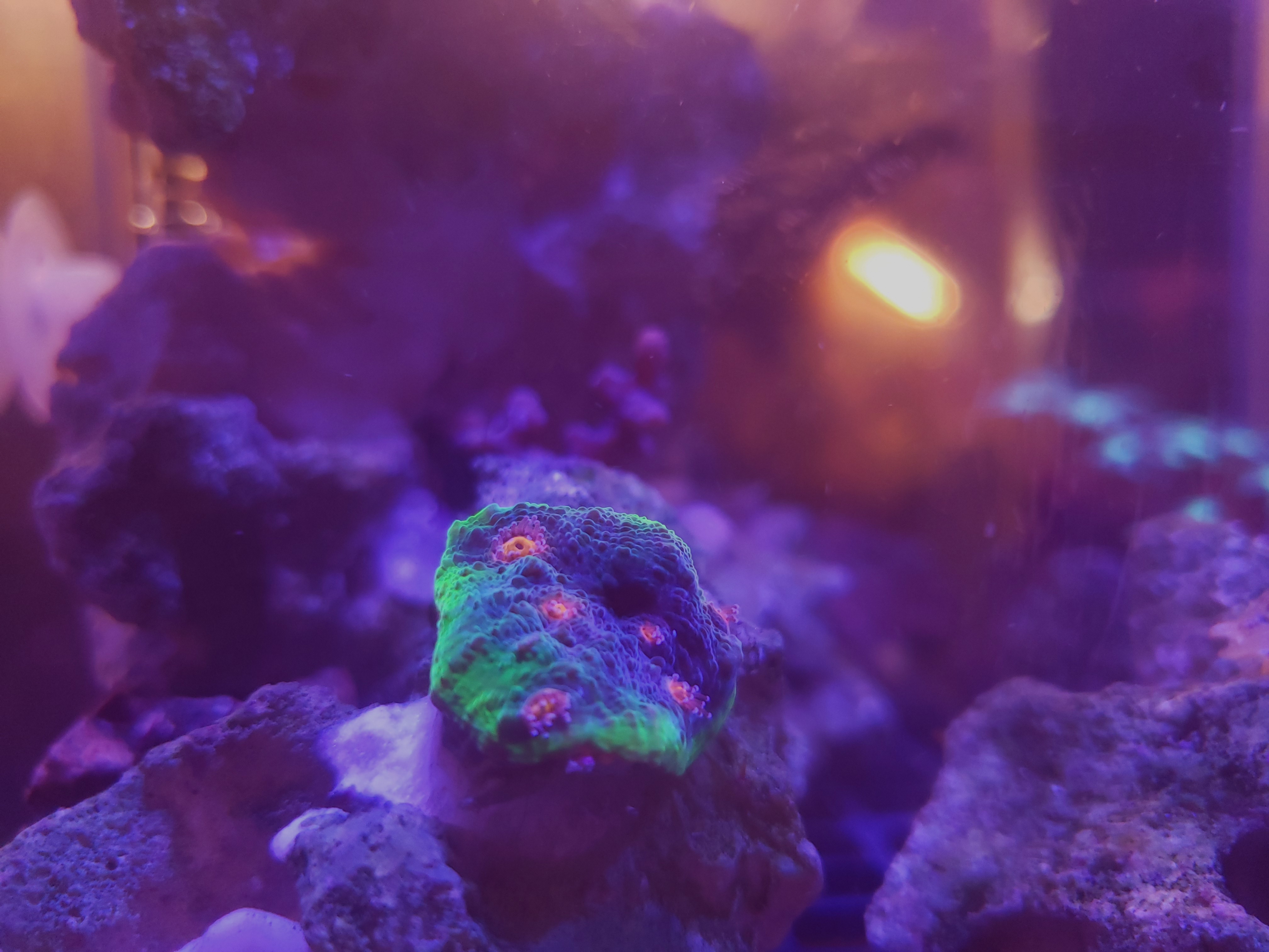 Captured a stunning coral photo for identification, and it turned out to be a visual masterpiece!