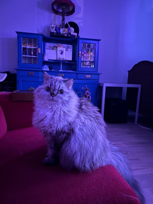 I Want Tuna, Please!