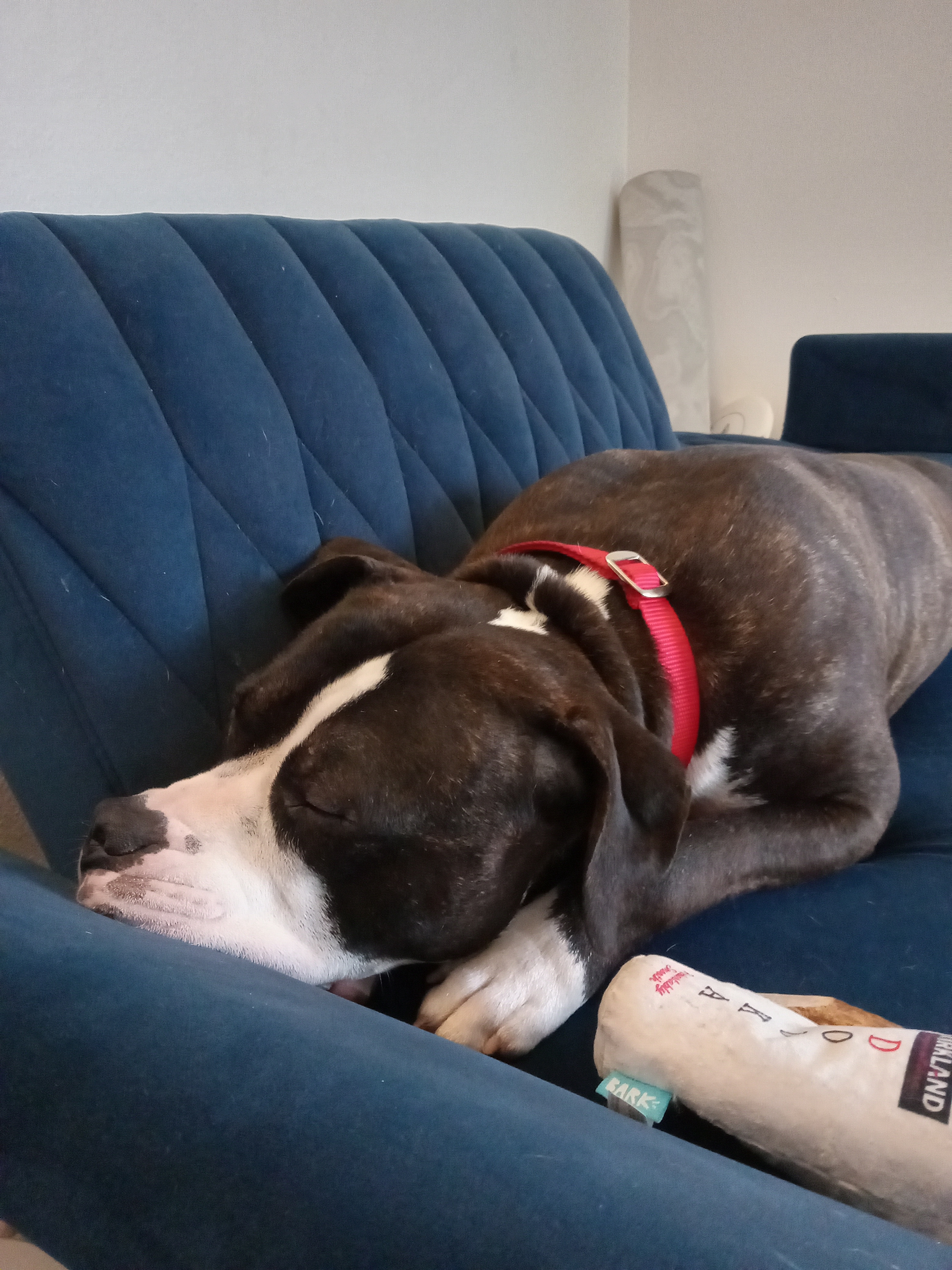 Meet Iggy: Your Future Furry Friend Awaits at Seattle Humane!