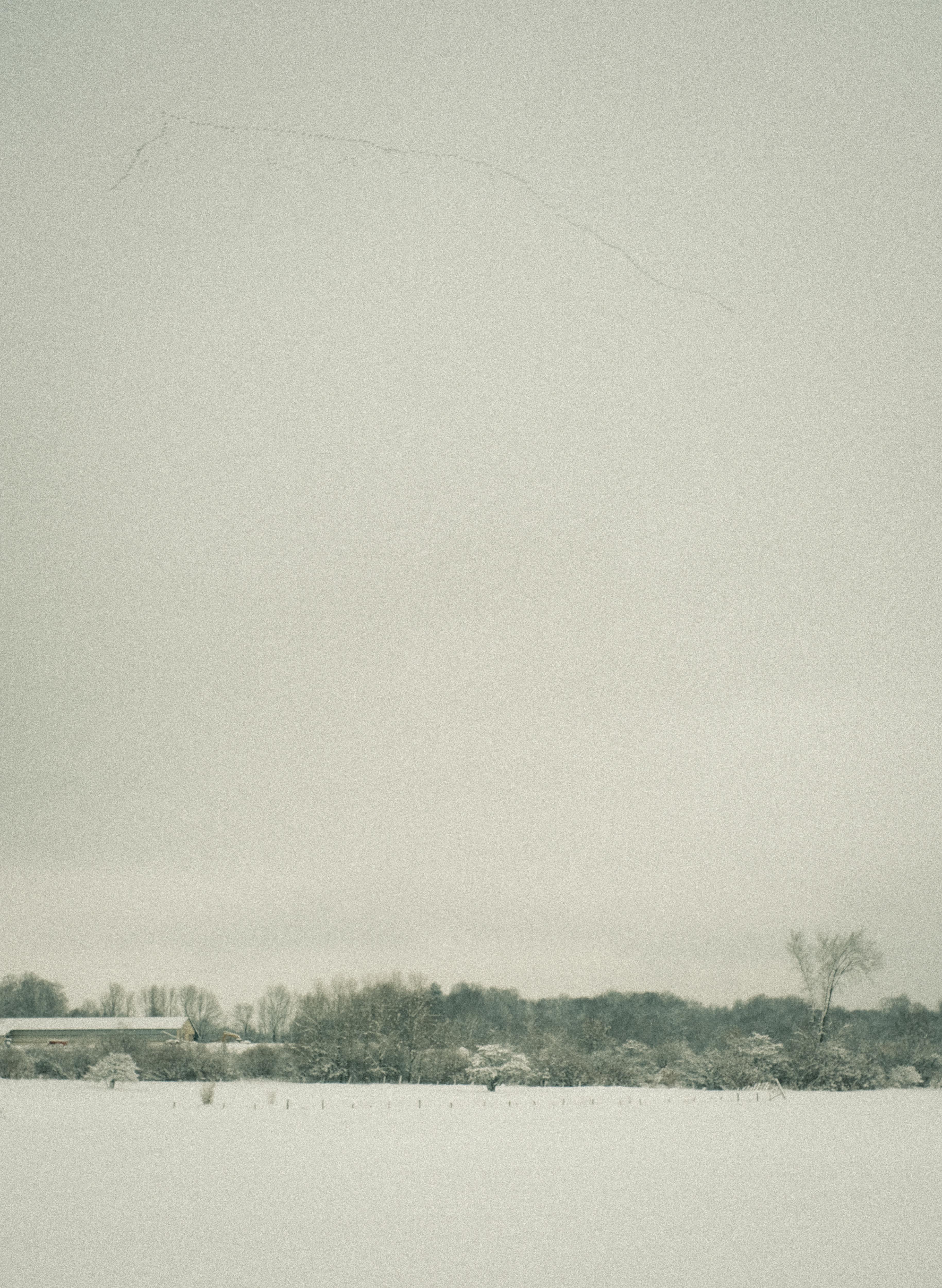 Blurry Landscapes: The Geese Eluded My Autofocus Skills