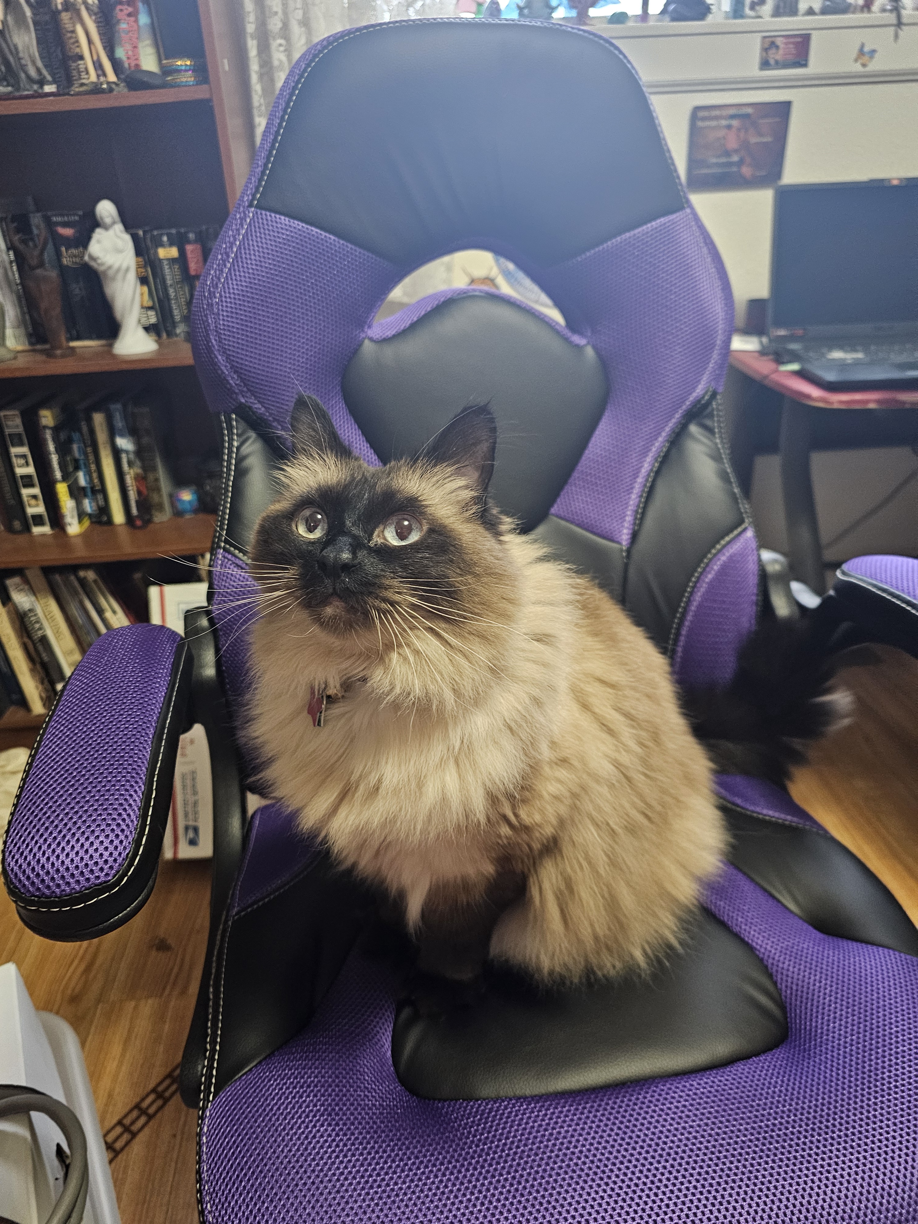 Tibs Gives a Thumbs Up to My New Chair!