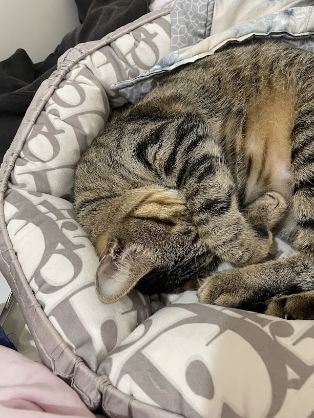 Another Day, Another Cute Cat Adventure