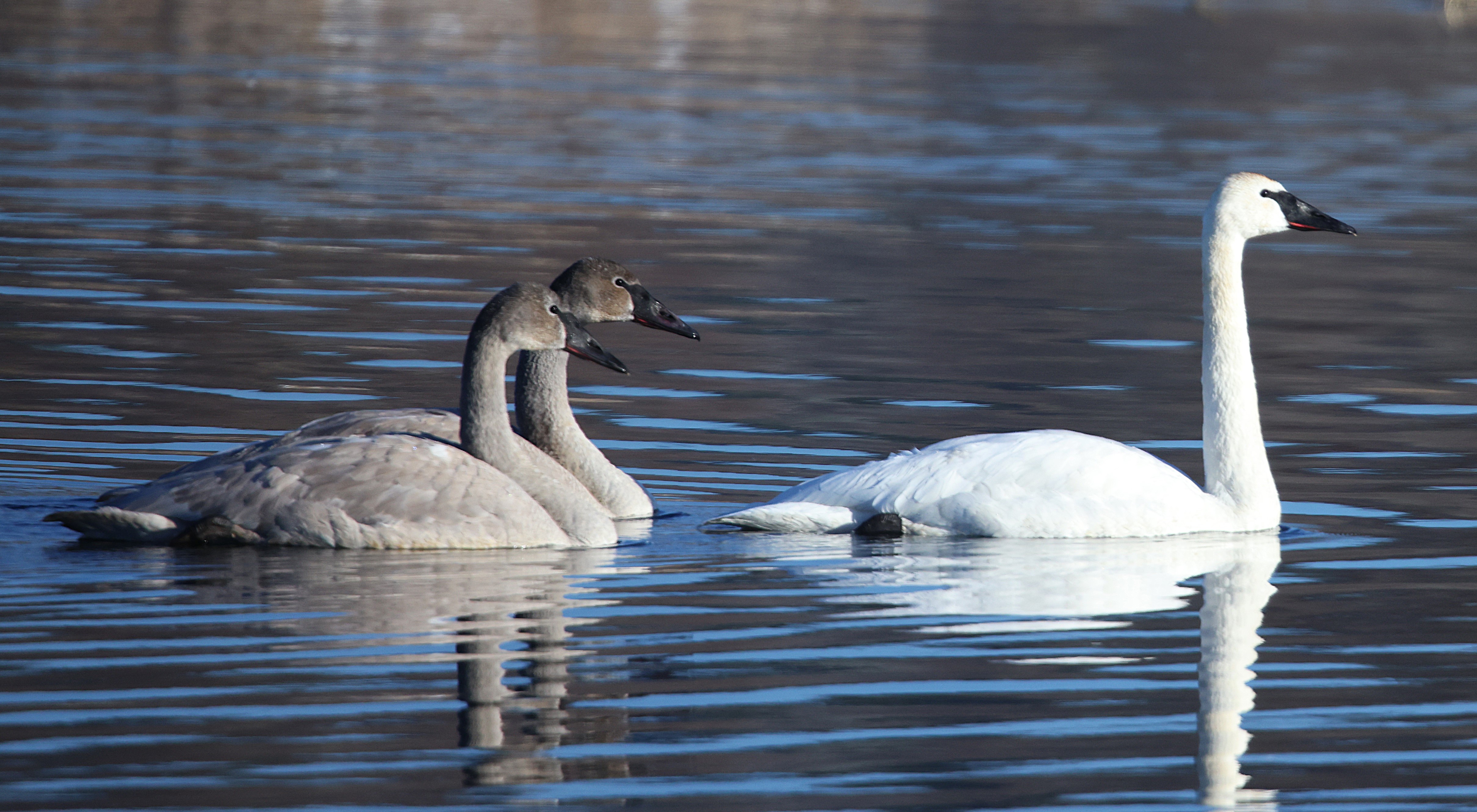 The elegance of swans in motion...