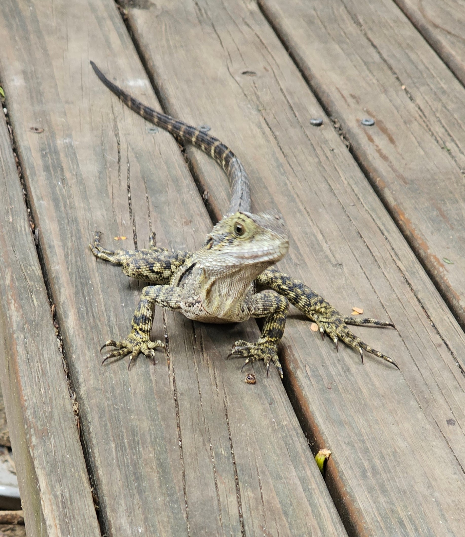 Guess What? I Have a Dragon in My Backyard!