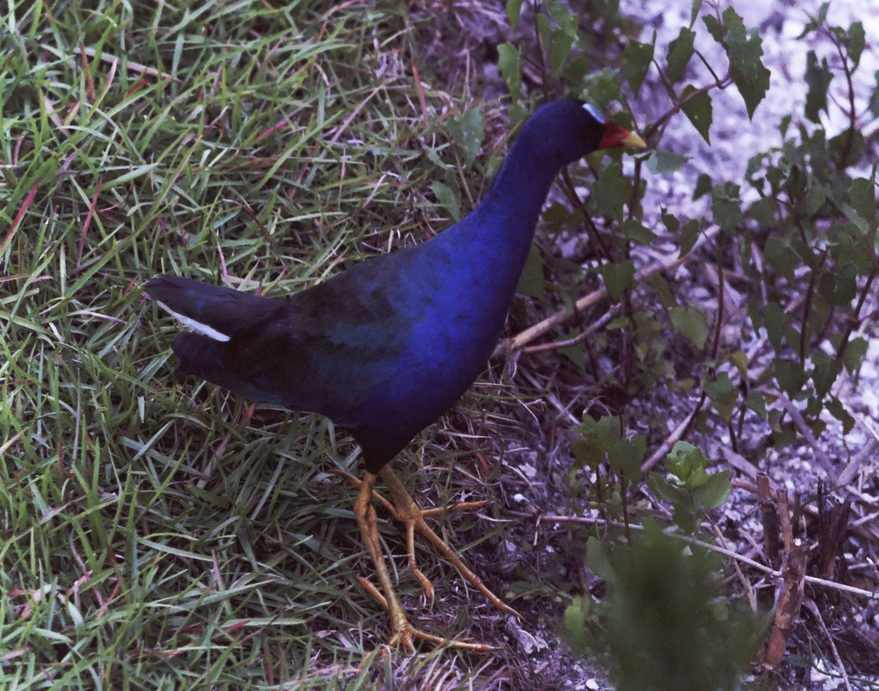 The Vibrant Journey of My Gallinule