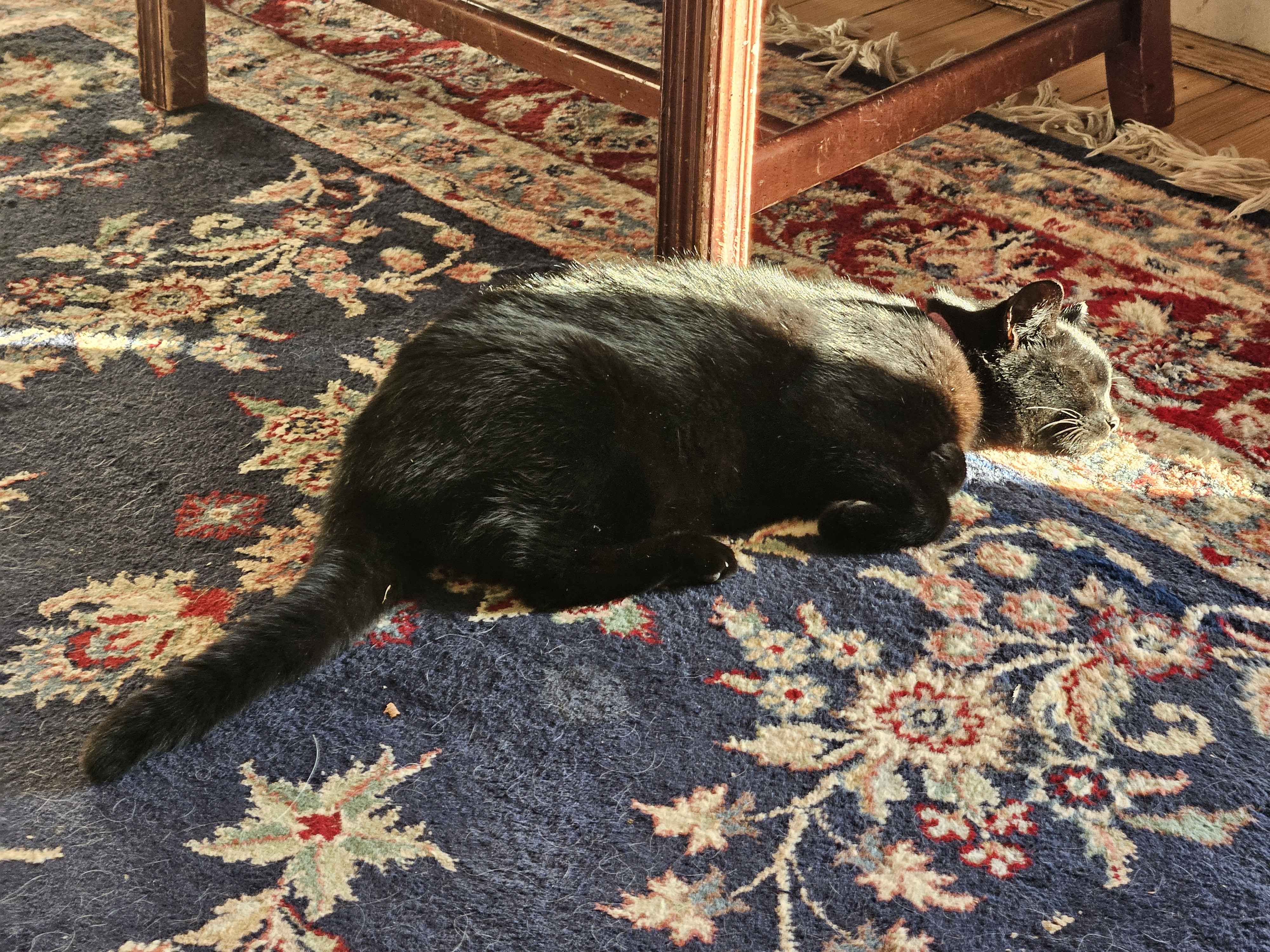 And God Looked Down and Said, 'What a Good Kitty!'