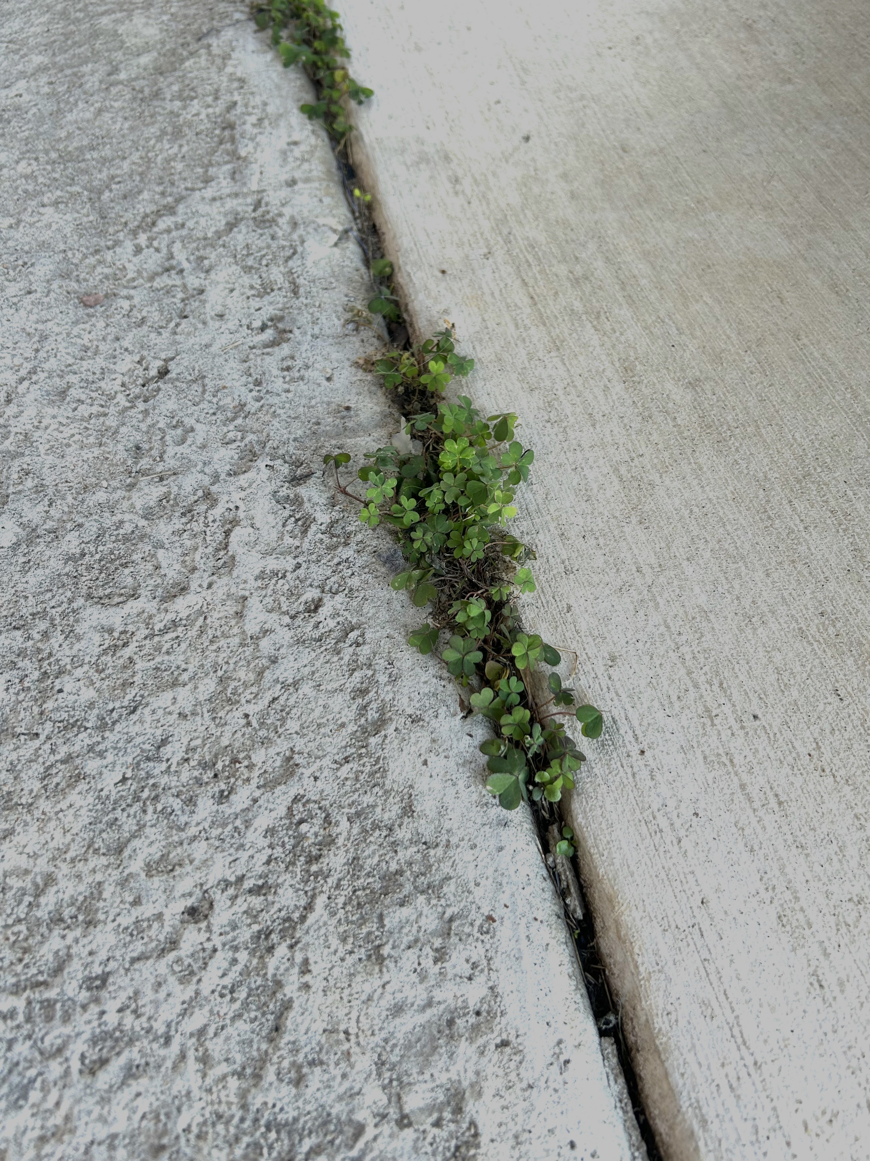 The Delicate Beauty of Wood Sorrel