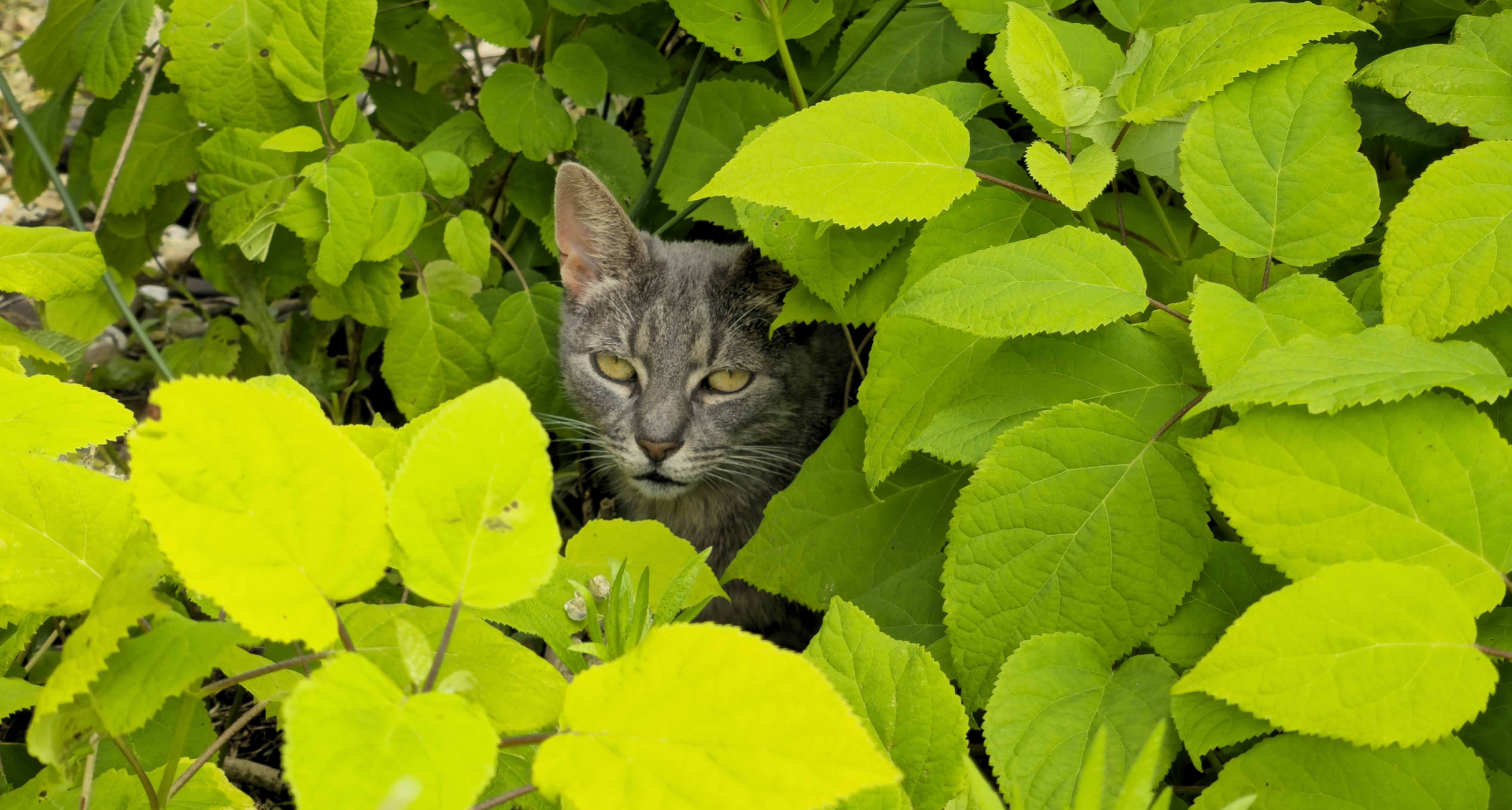 Cute Kitty Moments