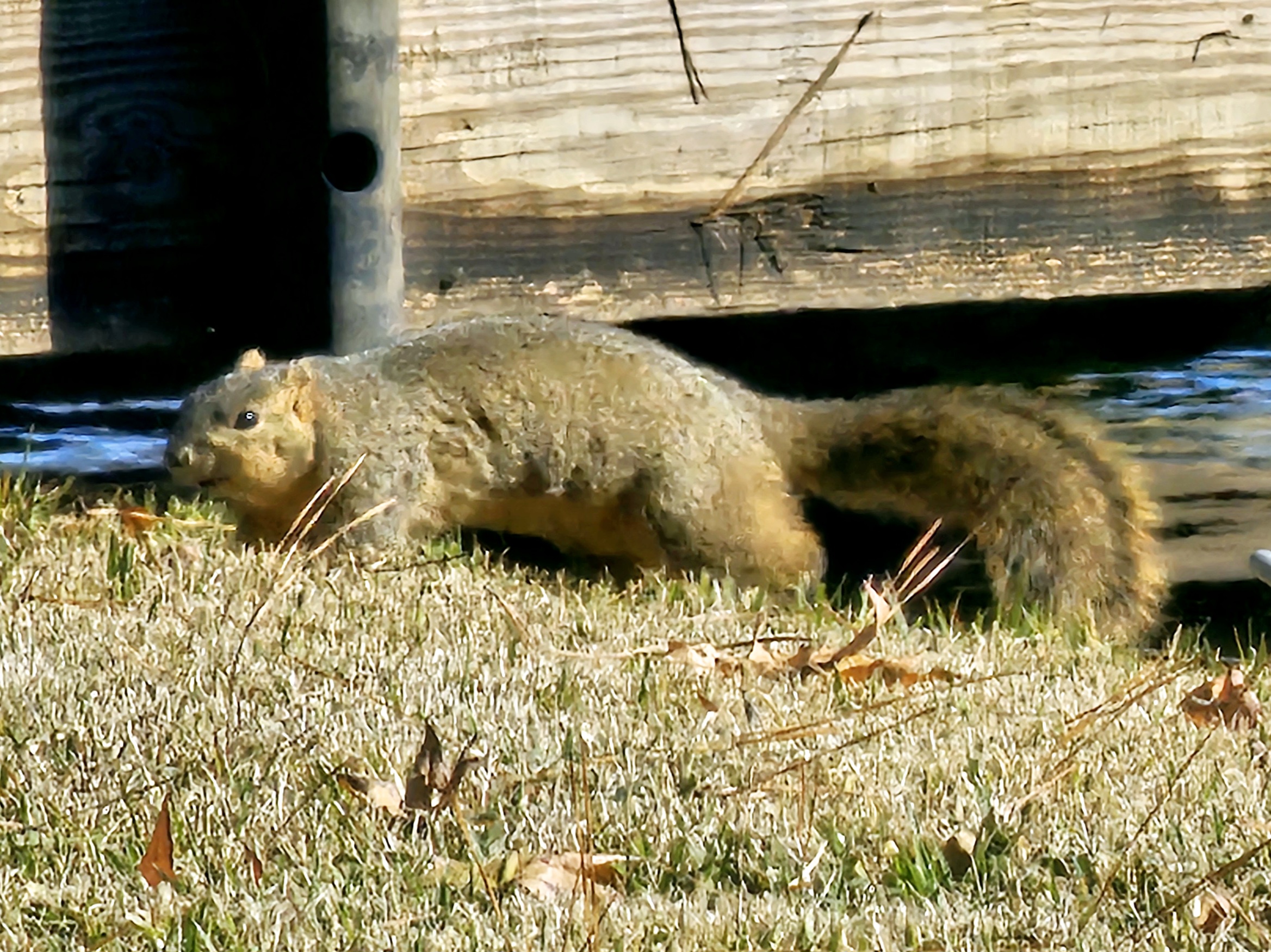 Would You Really Snowball a Chunky Squirrel?