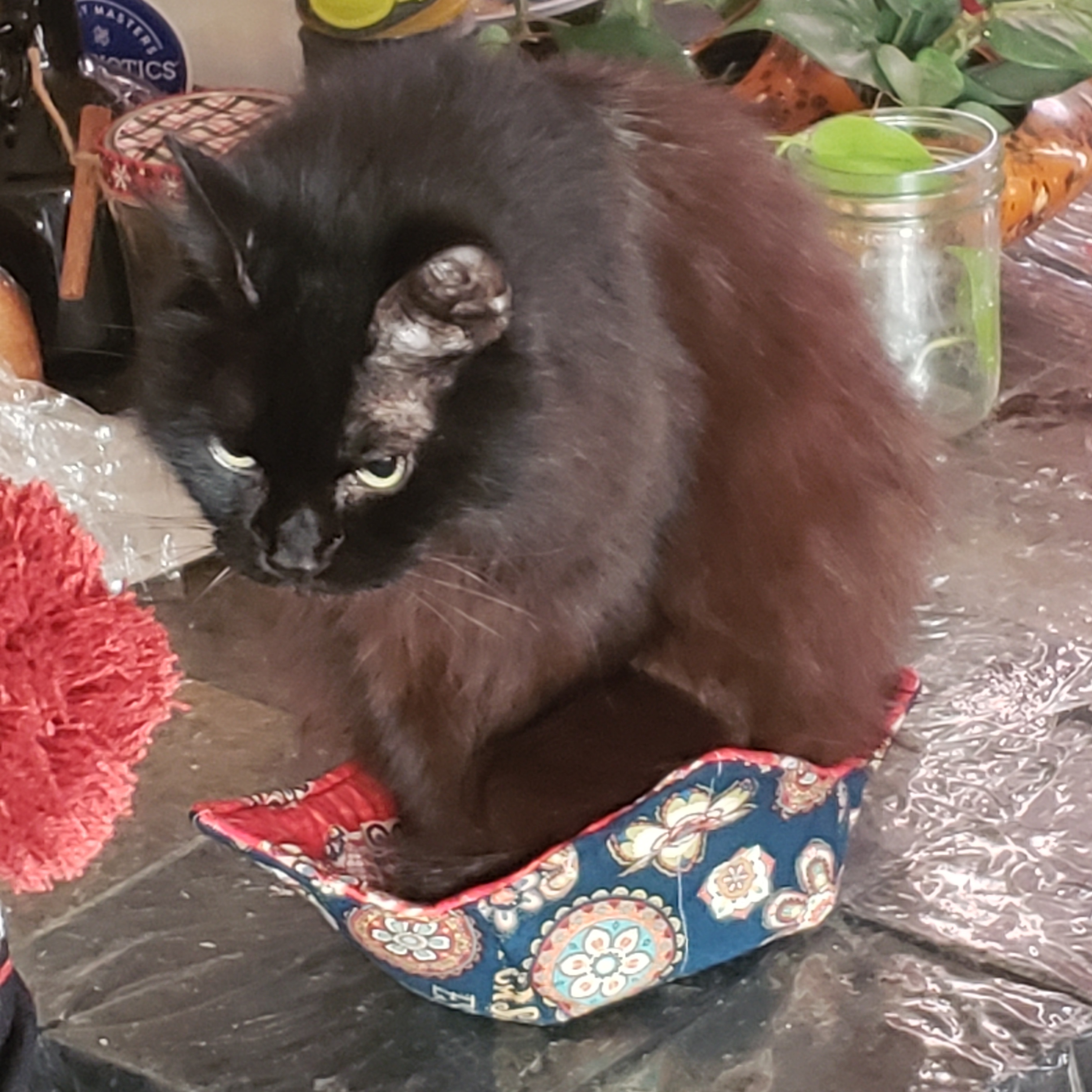 When the hot bowl holder becomes the perfect cozy spot: She fits, she sits.