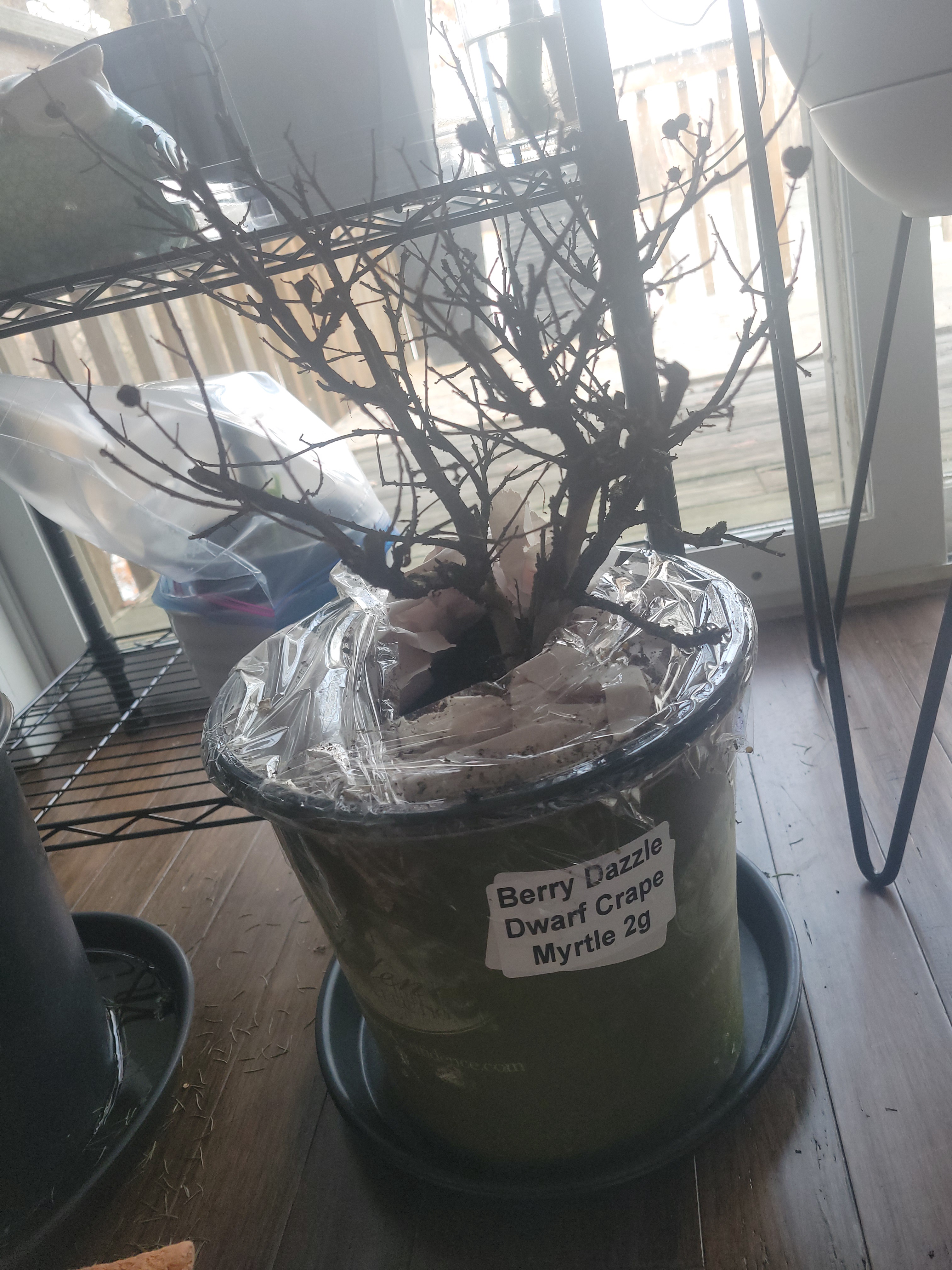 Meet Mildred: A Portrait of Beauty and Grace