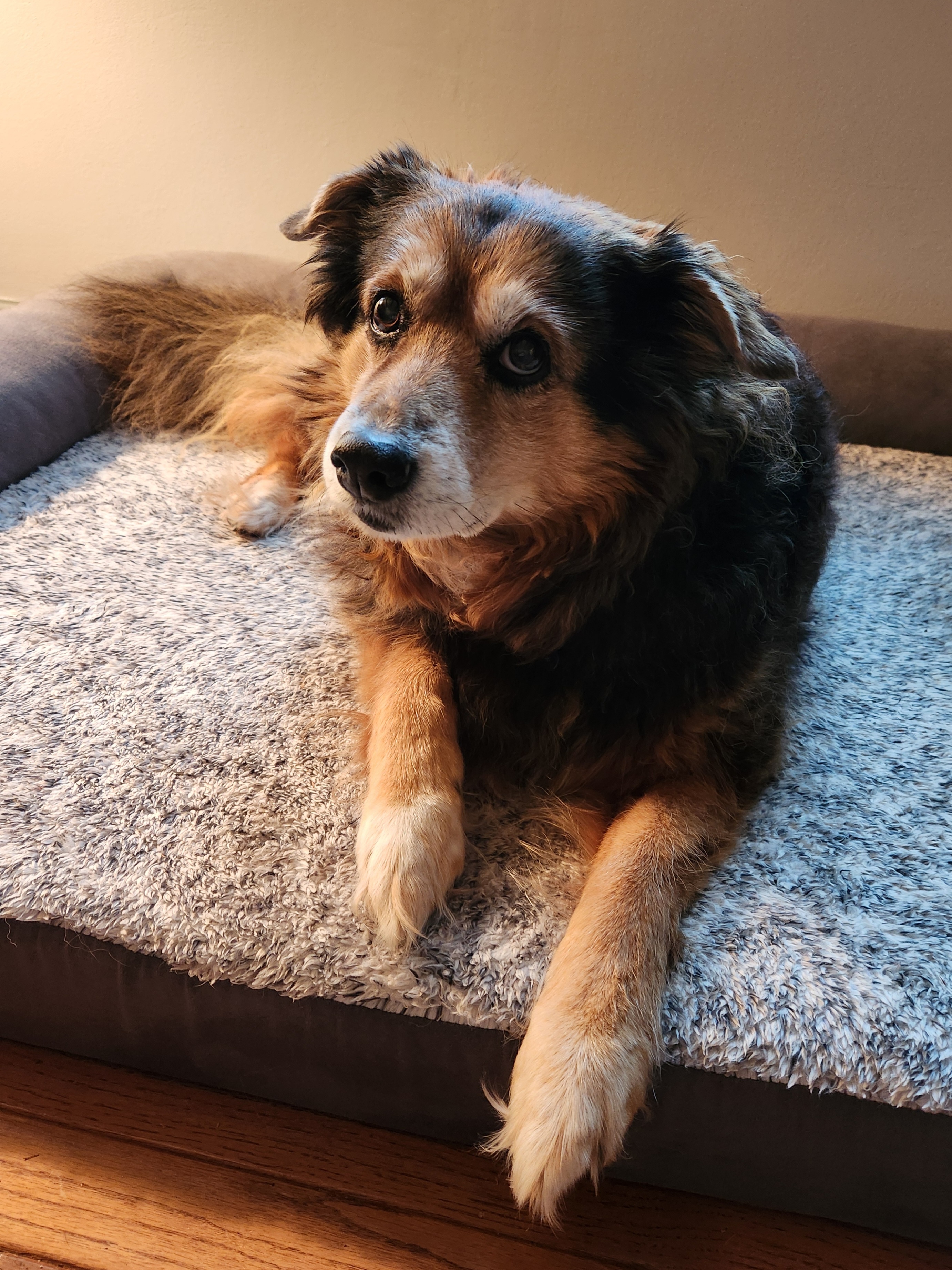 Daily Dose of Cuteness: Peanut the Dog - Day 1557