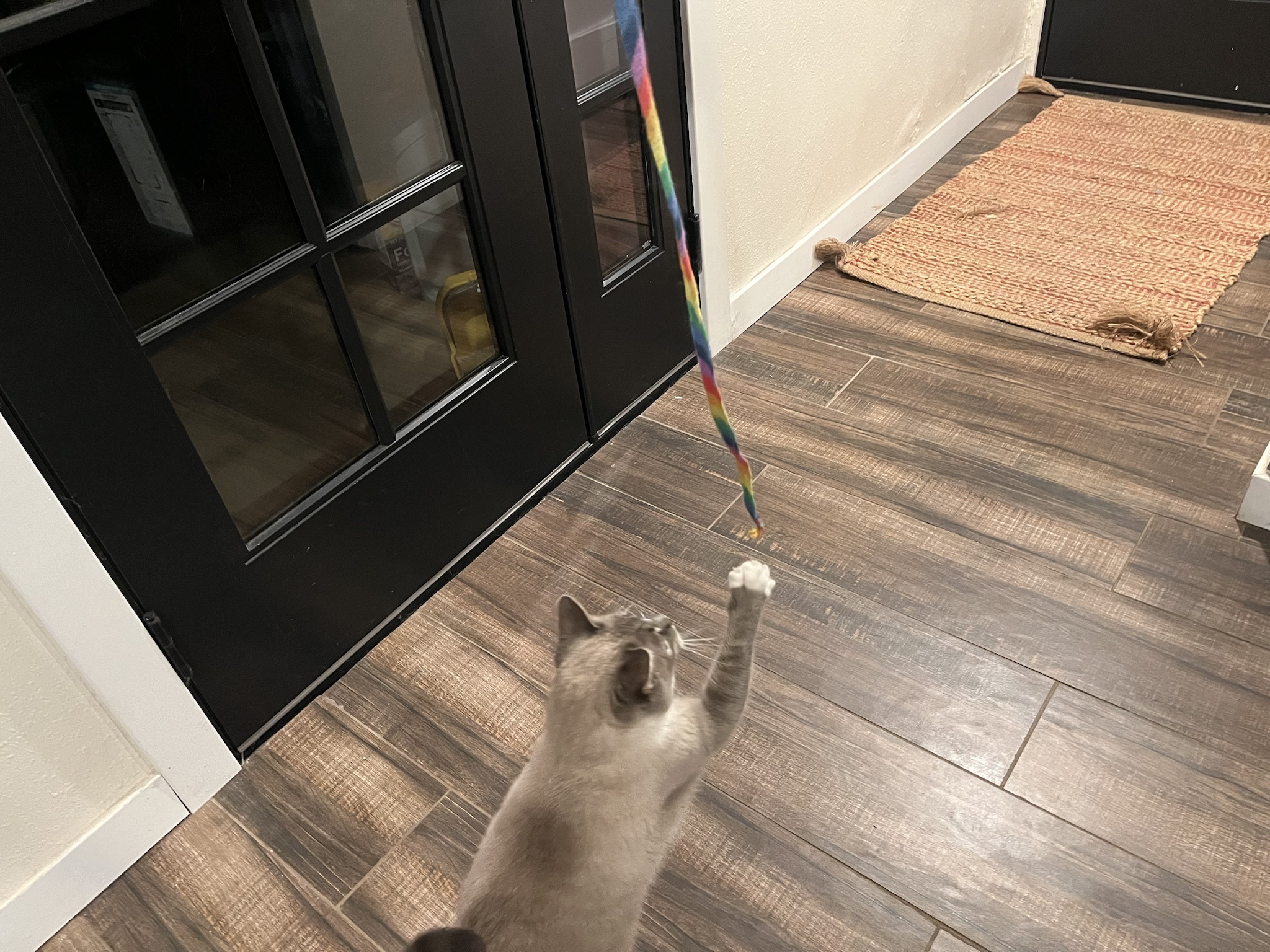 Daily Dose of Ivy: Cat Chronicles Day 295