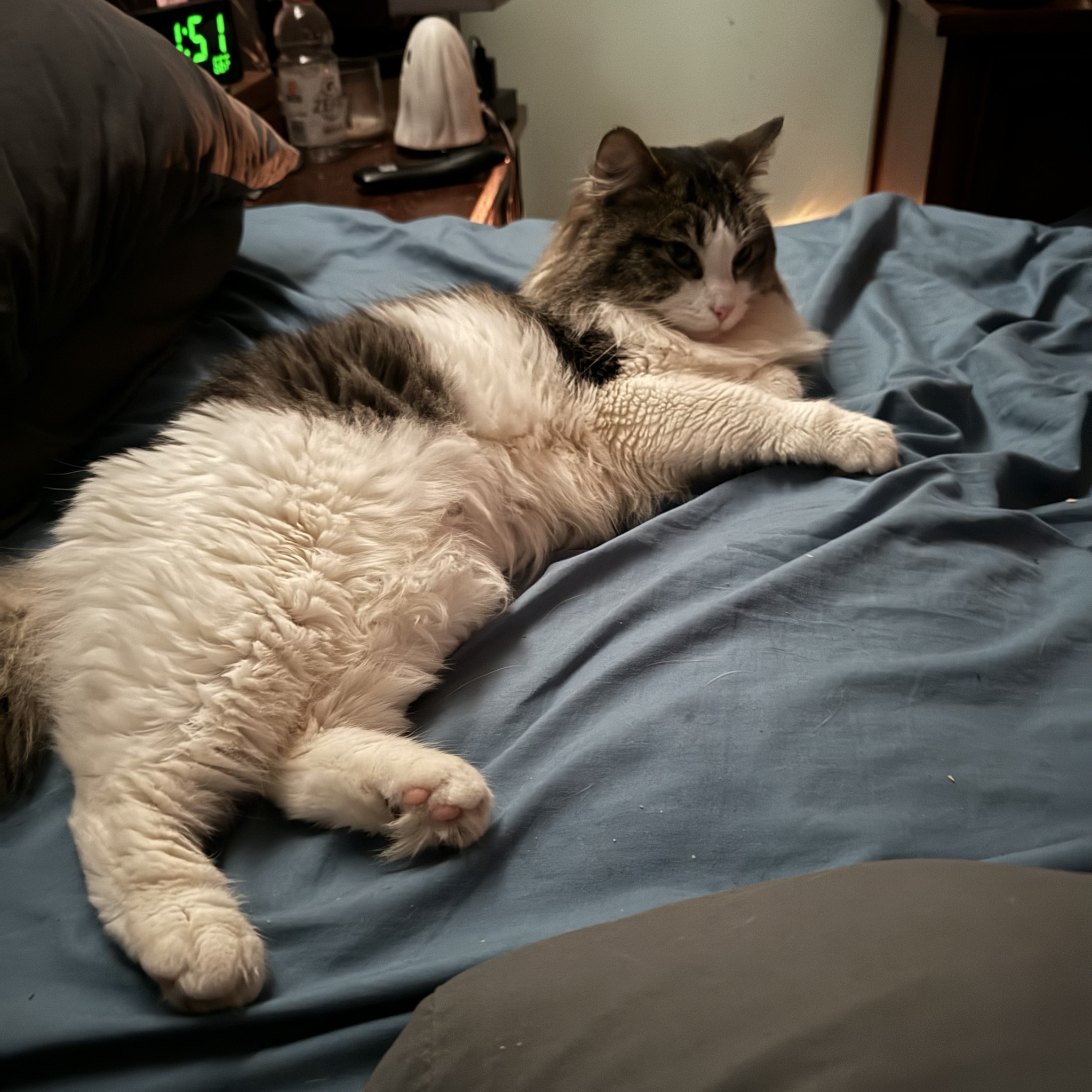 Adorable Pets in Their Favorite Relaxed Positions
