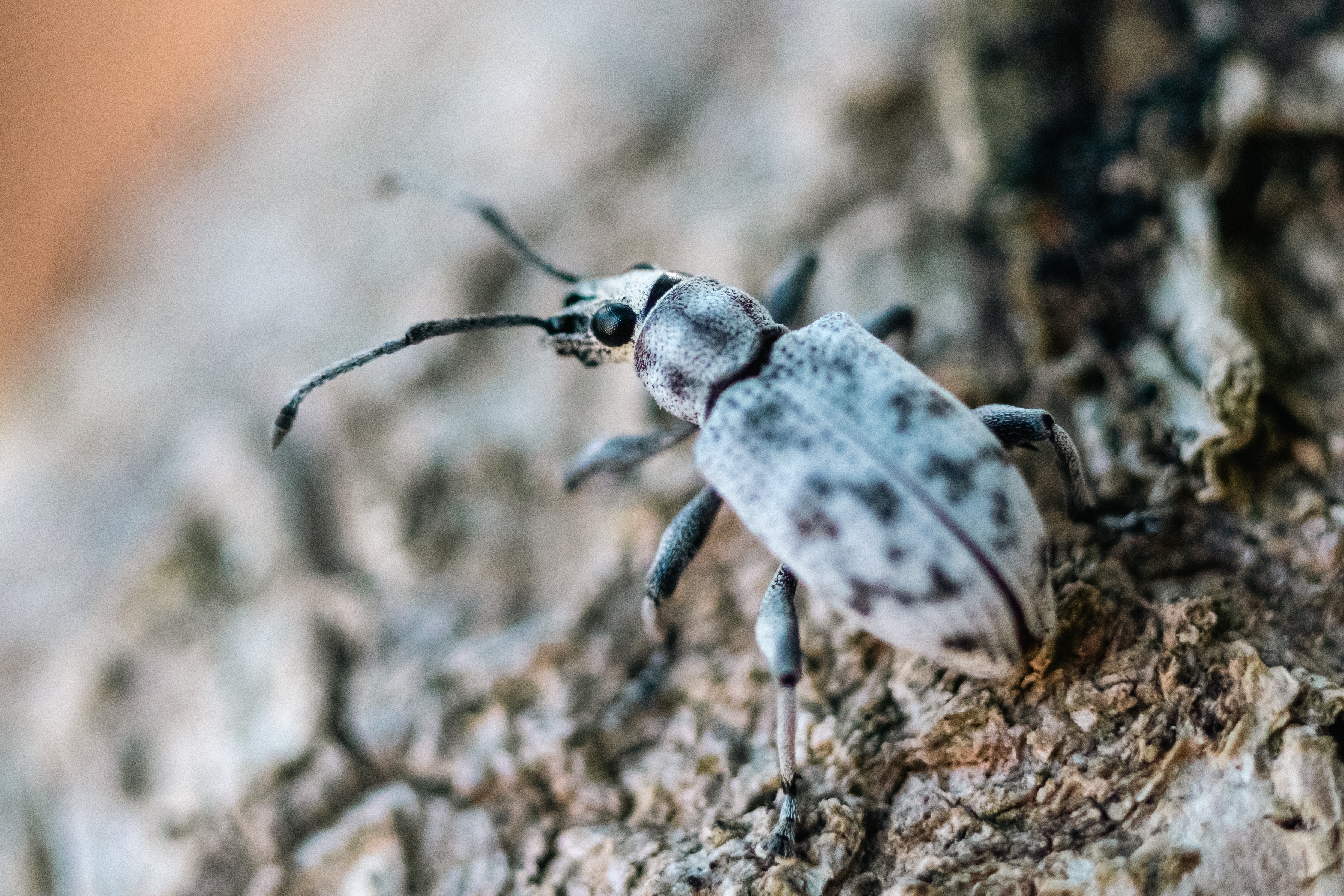 It's Weevil Time!
