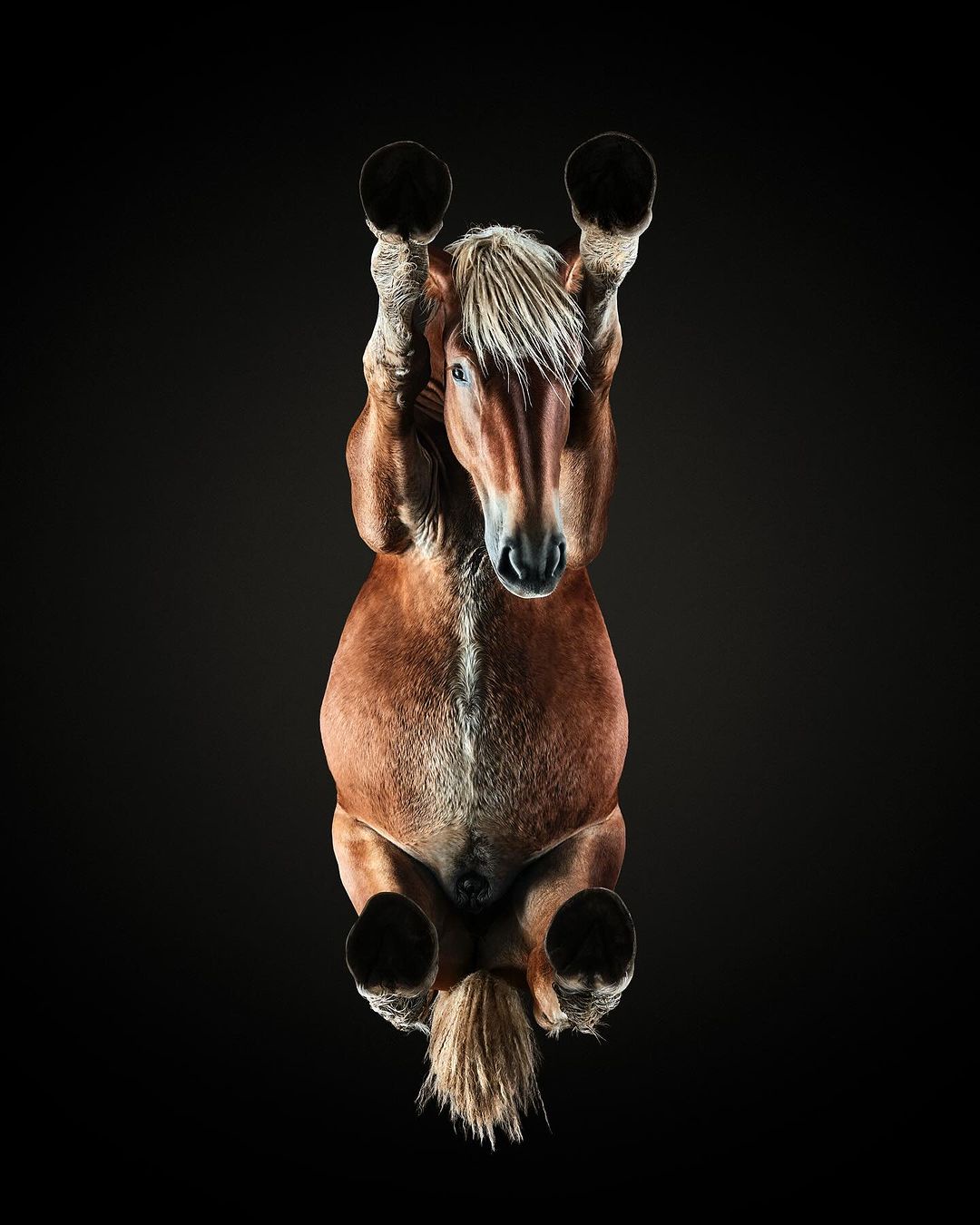 Horses: Just Oversized Kittens in Disguise!