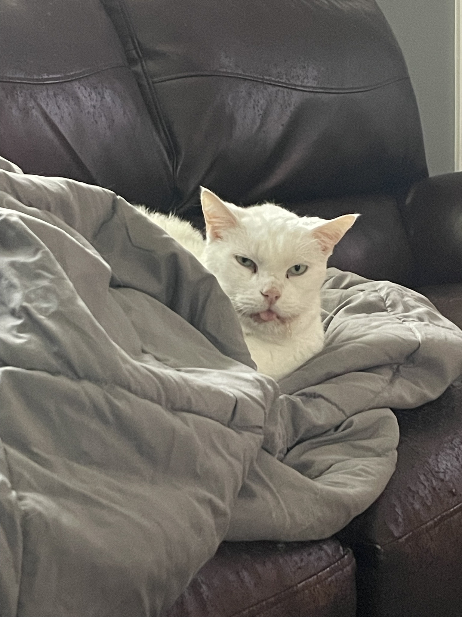 Oops! I Farted and Woke Up My Geriatric Cat