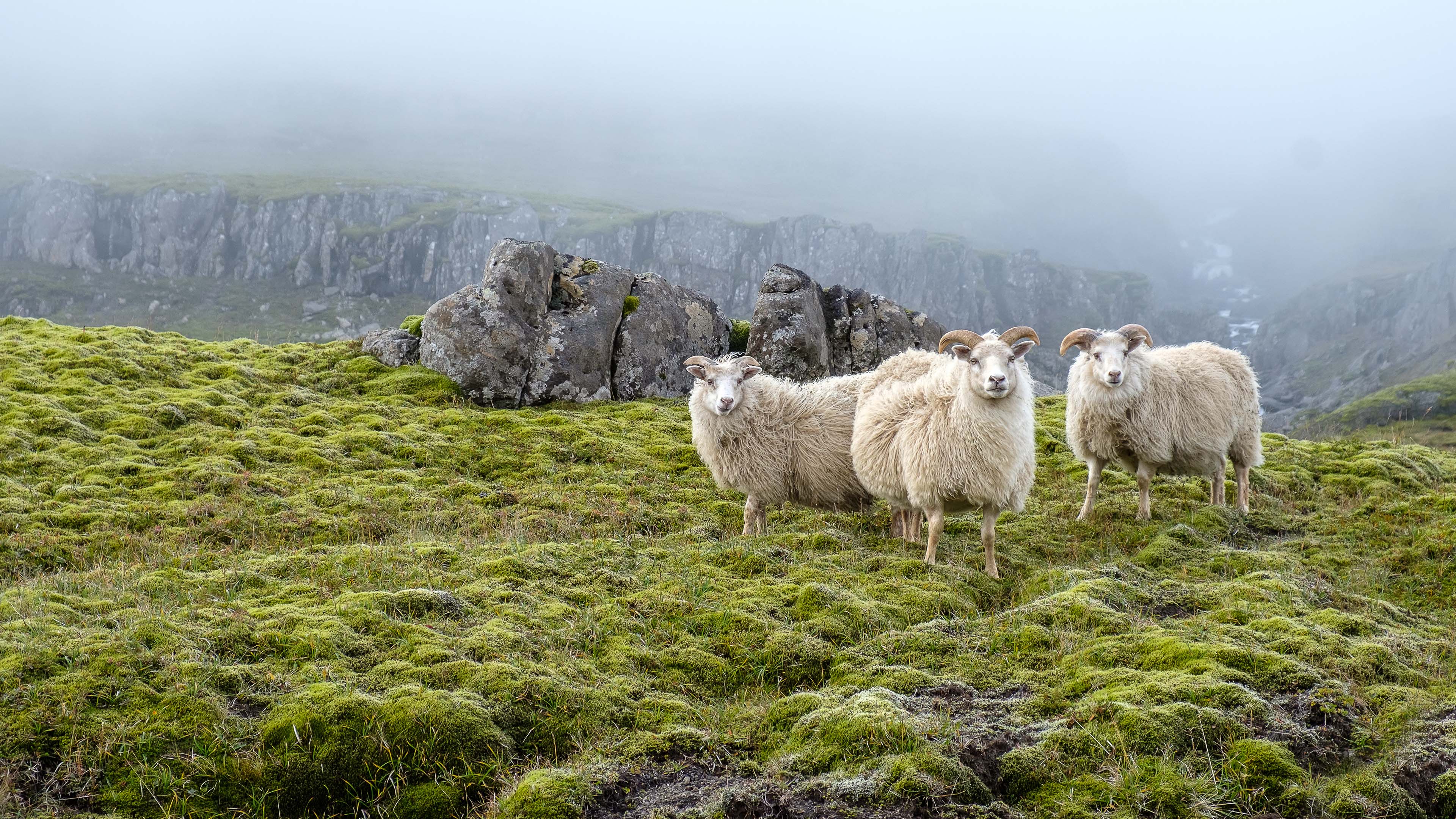 Meet the Friendly Woolly Welcome Committee