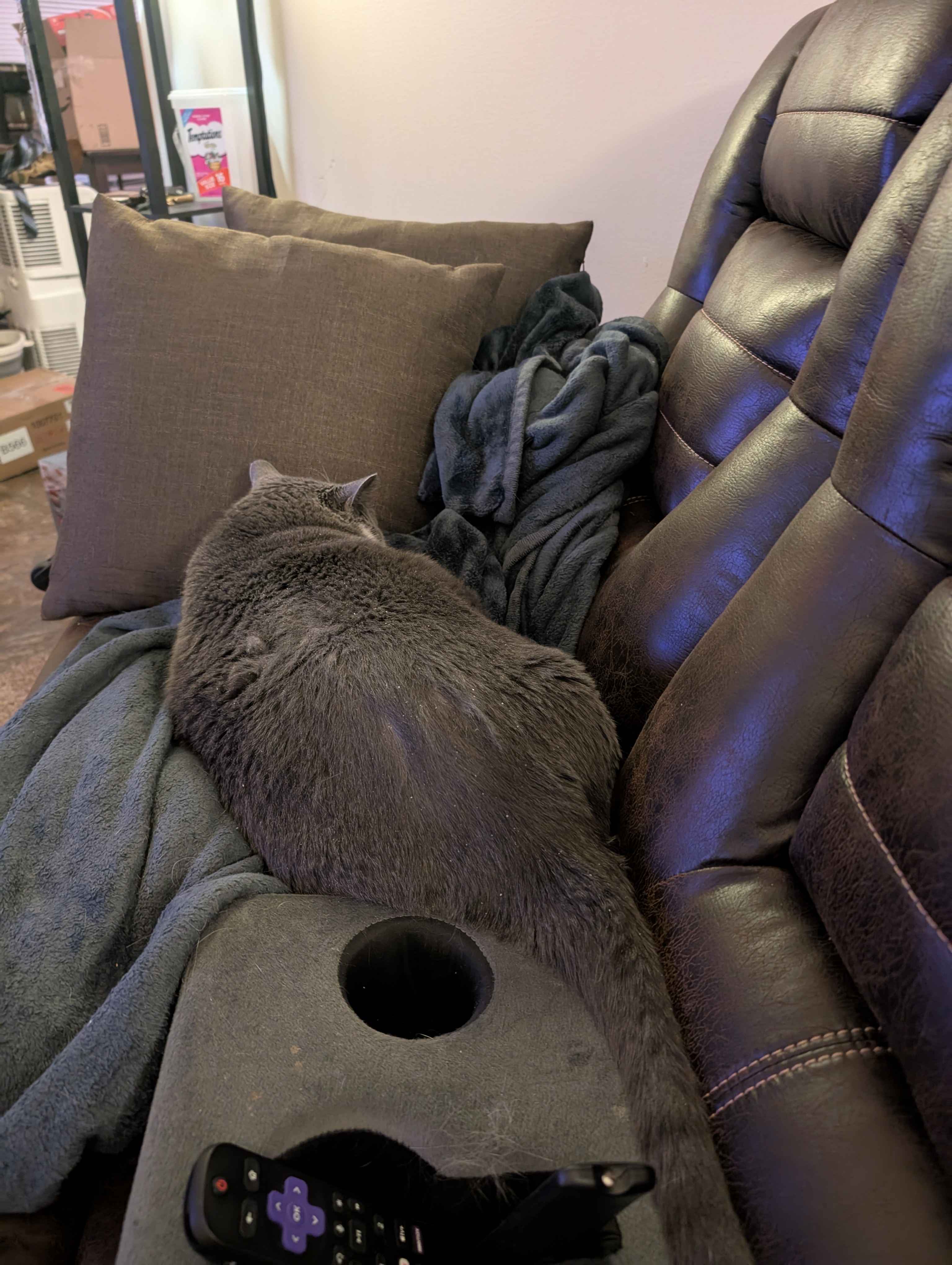One Cat's Fury Over Treat Limitations This Week