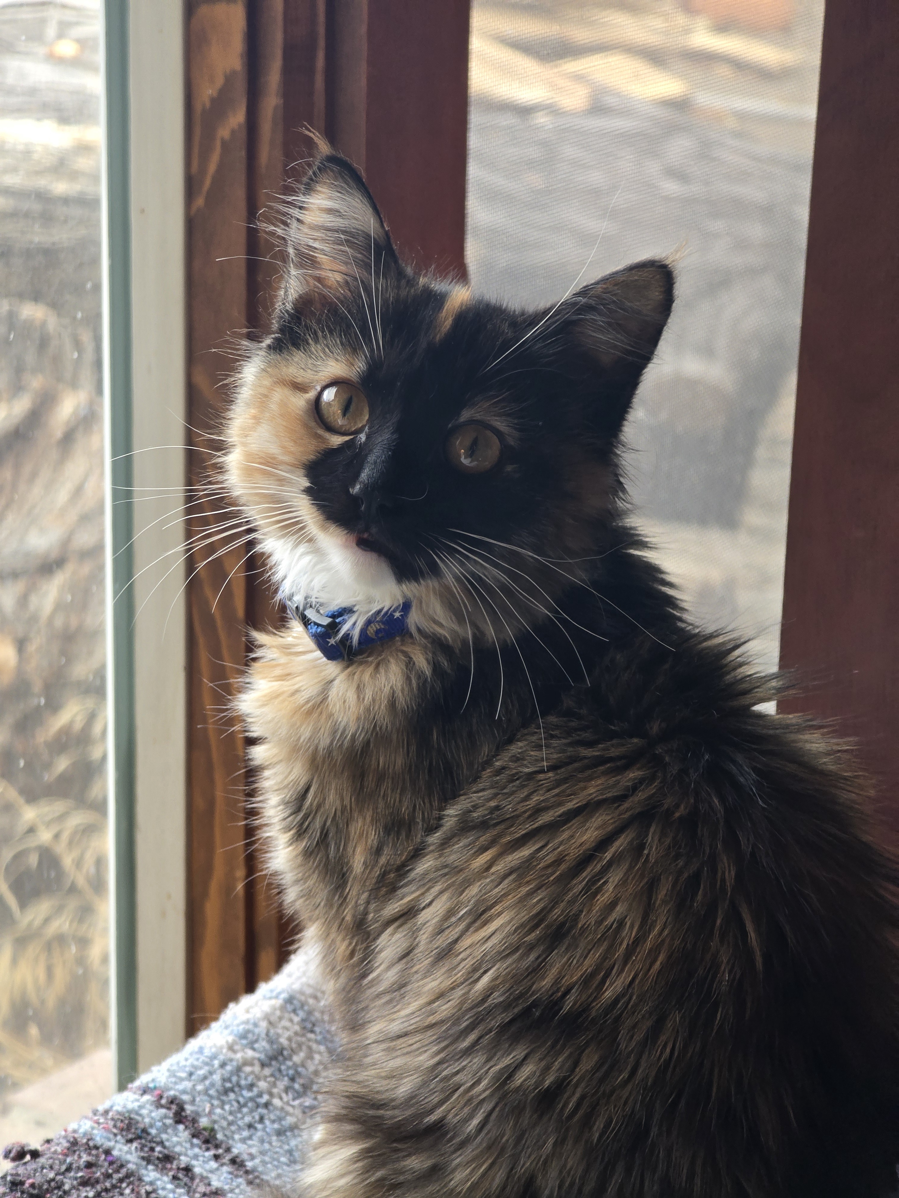 This Adorable Kitten Has My Heart