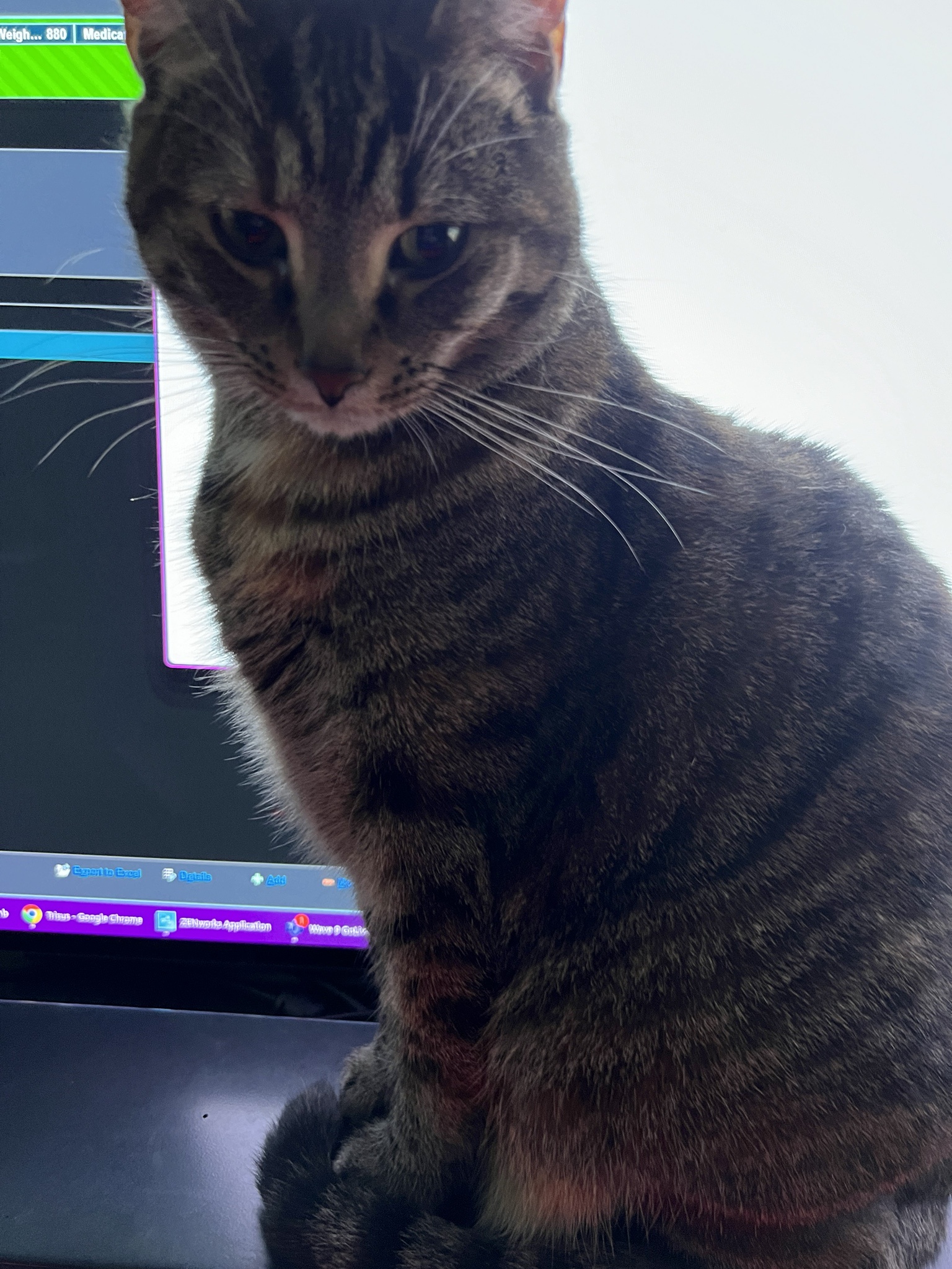 A Daily Dose of Cat Cuteness to Brighten Your Day