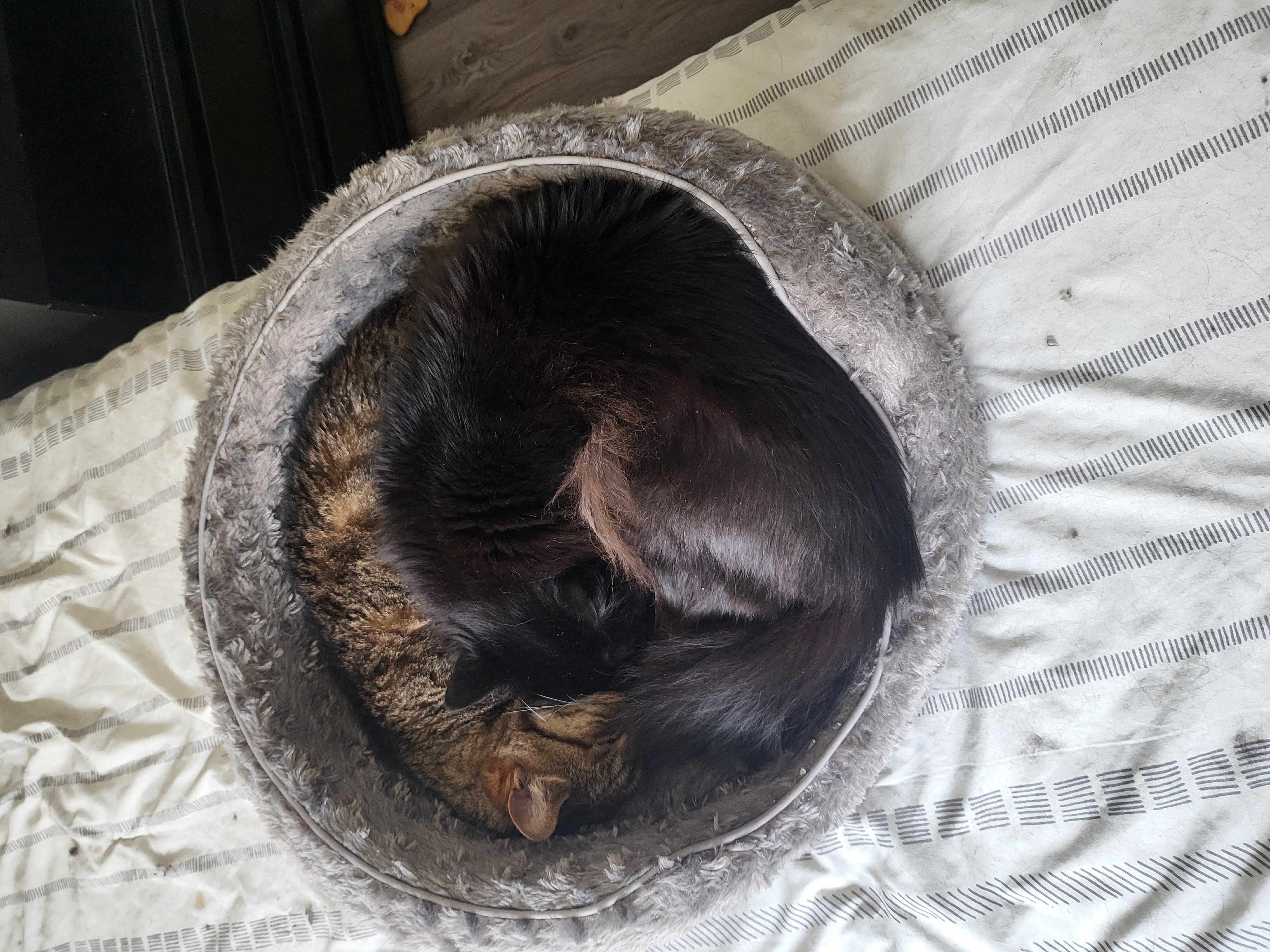 Cuddles: The Rotated Edition