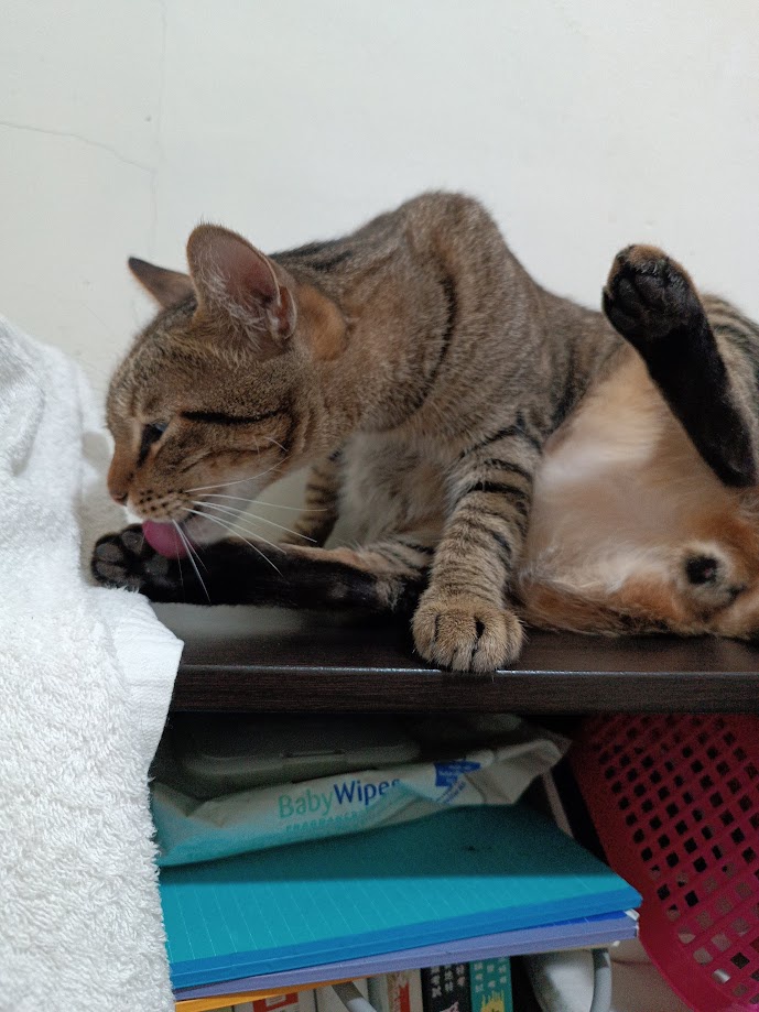 Adorable Feline Alert: It's a Cat!
