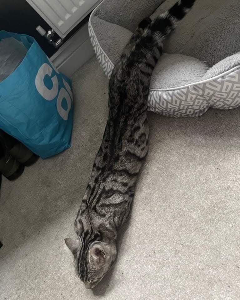 The Legendary Long Cat