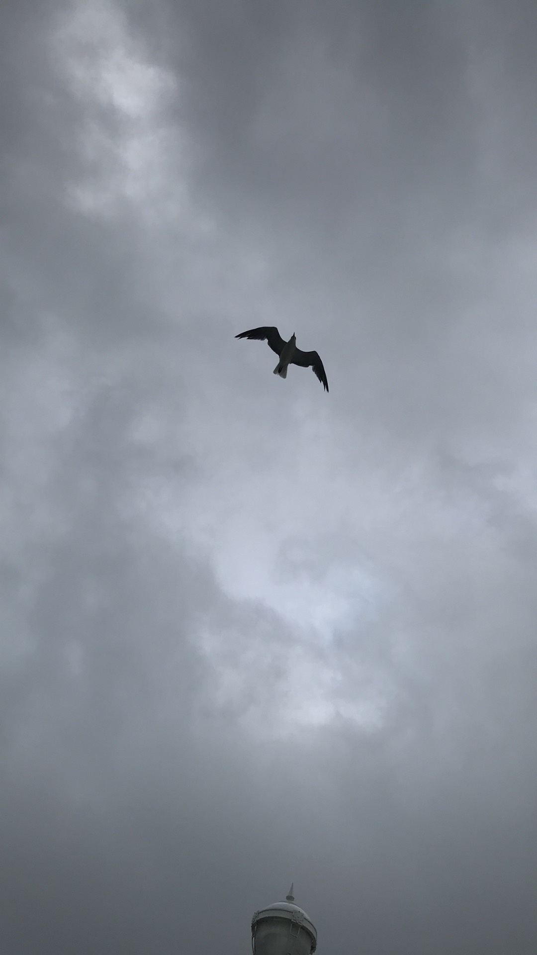 A Bird Soaring Through the Sky